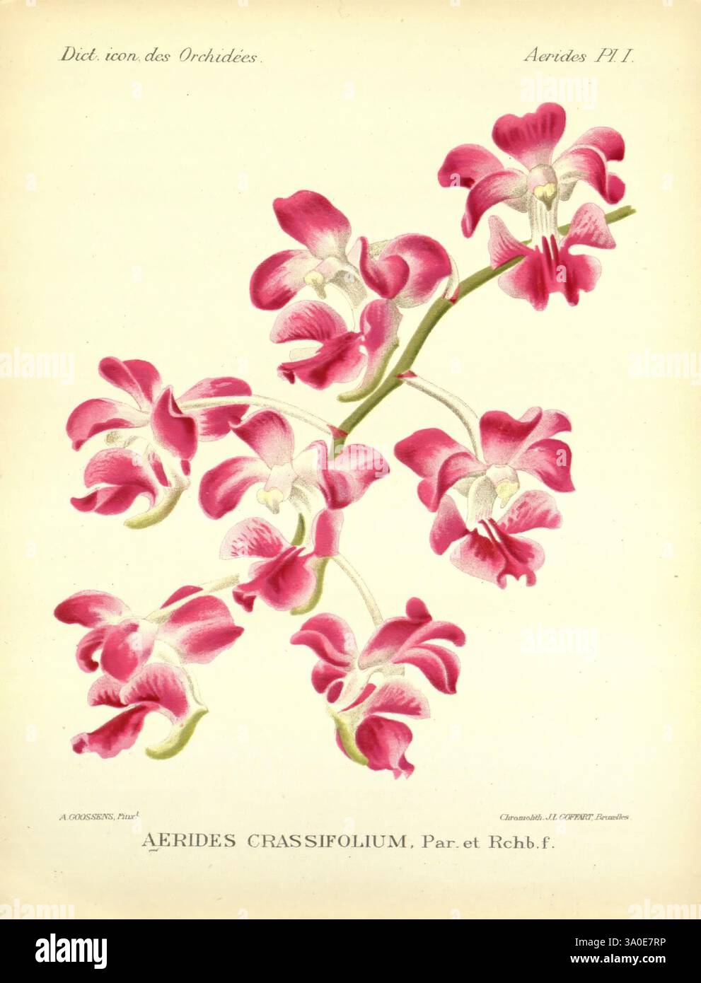 Dictionnaire iconographique des orchidees, 1896-1907, botanique, Orchidaceae, œuvres picturales, une illustration délicate et élégante de l'orchidée Aerides crassifolium, mettant en valeur sa composition florale captivante. La branche est ornée de grappes de fleurs rose vif, chaque pétale présentant de subtils gradients de blanc vers les extrémités. Les détails complexes soulignent la forme et la texture uniques des fleurs, capturant leur beauté naturelle. Accompagnant l'illustration est un texte botanique identifiant l'espèce, situé dans une police classique à la base. Cette œuvre reflète magnifiquement le cha Banque D'Images