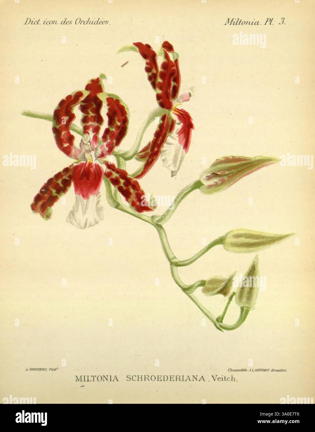 Dictionnaire iconographique des orchidees Bruxelles Imp. F. Havermans 1896-1907 botanique Orchidaceae œuvres picturales Miltonia, Une représentation magnifiquement illustrée de l'orchidée Miltonia schroederiana, mettant en valeur ses fleurs frappantes dans une combinaison de teintes rouge profond et blanc éclatant. Les détails complexes soulignent la forme et la texture uniques des pétales, avec des tiges arquées gracieuses et des bourgeons verts délicats prêts à fleurir. Cette illustration capture l'élégance de l'orchidée, soulignant sa beauté ornementale et la délicatesse de sa forme. L'arrière-plan est doux et simple, permettant l'intr Banque D'Images