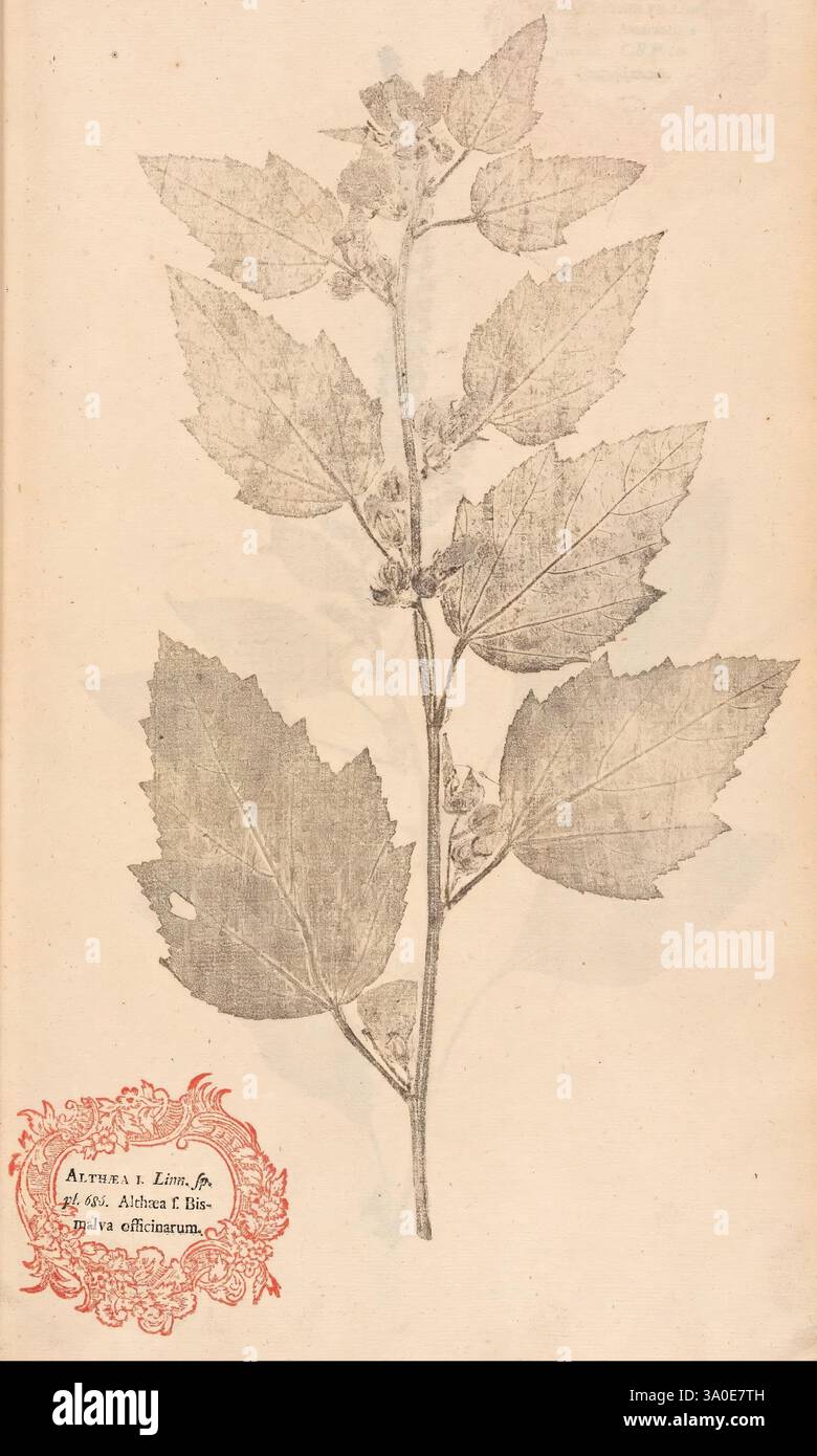 Flora Berolinensis Berlin Die Schule 1757-1758 Althaea Berlin botanique Allemagne nature imprimés œuvres picturales plantes spécimens, la composition comporte une illustration botanique mettant en valeur une plante avec des feuilles allongées et dentelées et de petits amas de bourgeons ou de fleurs. Les détails complexes du feuillage soulignent la structure et la texture des veines, tandis que l'arrangement souligne la forme naturelle de la plante. En bas, un emblème décoratif comprend un texte, indiquant éventuellement l'espèce ou la source de l'illustration, encadré dans une bordure ornée, donnant un air de présentation savante. Banque D'Images