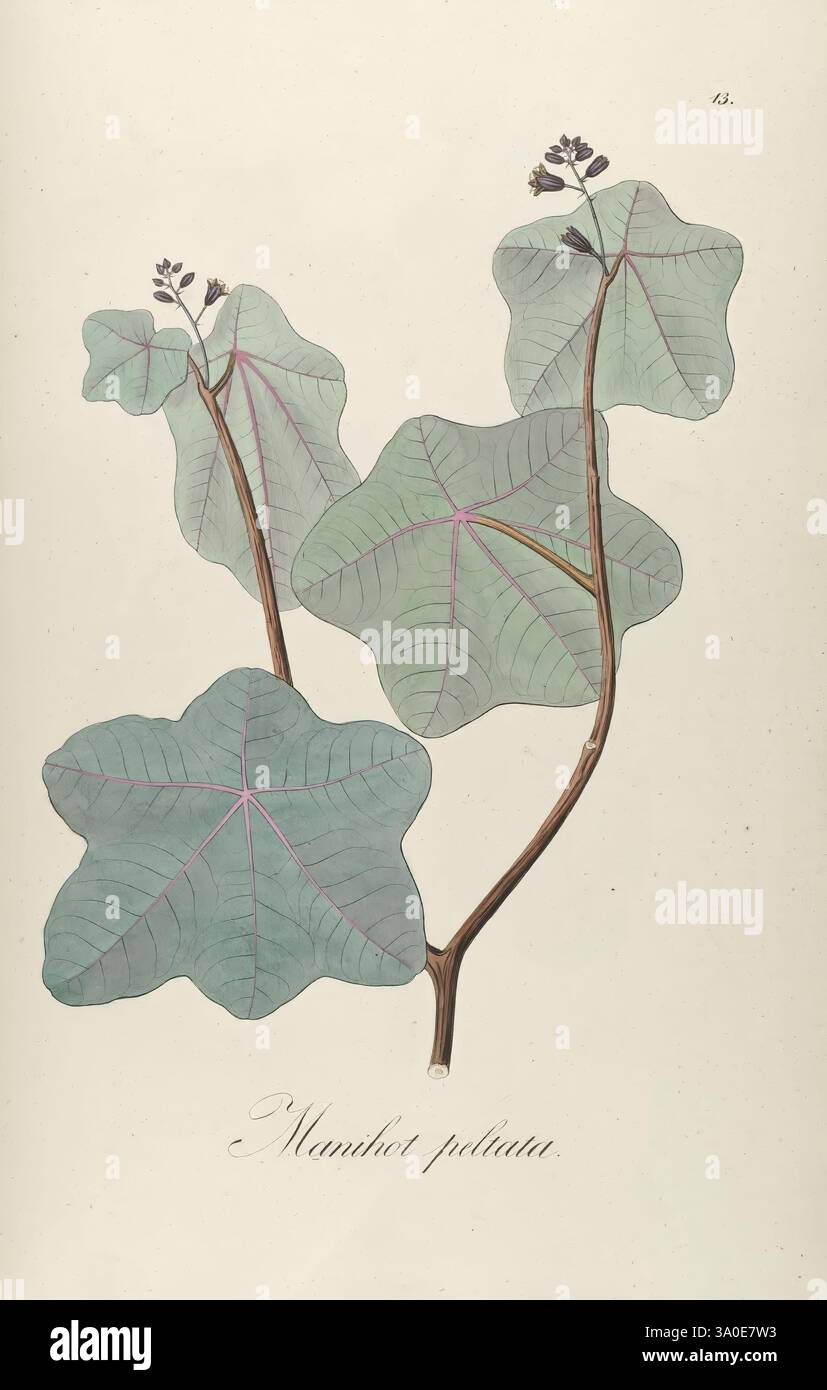Plantarum Brasiliae icones et descriptiones hactenus ineditae, Vindobonae [Vienne], Antonii Strauss, 1827-1831, Brésil, Allemagne, couleur à la main, botanique, lithographie, 1827, Graphic Media., illustration botanique représentant les feuilles et les fleurs de la plante Mambre Poliata. La composition met en évidence la forme unique des feuilles, qui sont larges et palmées, affichant un motif de venation proéminent. Les petites fleurs délicates émergent de tiges minces, ajoutant une touche délicate à la présentation générale. L'illustration est accompagnée d'une étiquette identifiant l'espèce végétale, mettant l'accent sur ses s. Banque D'Images