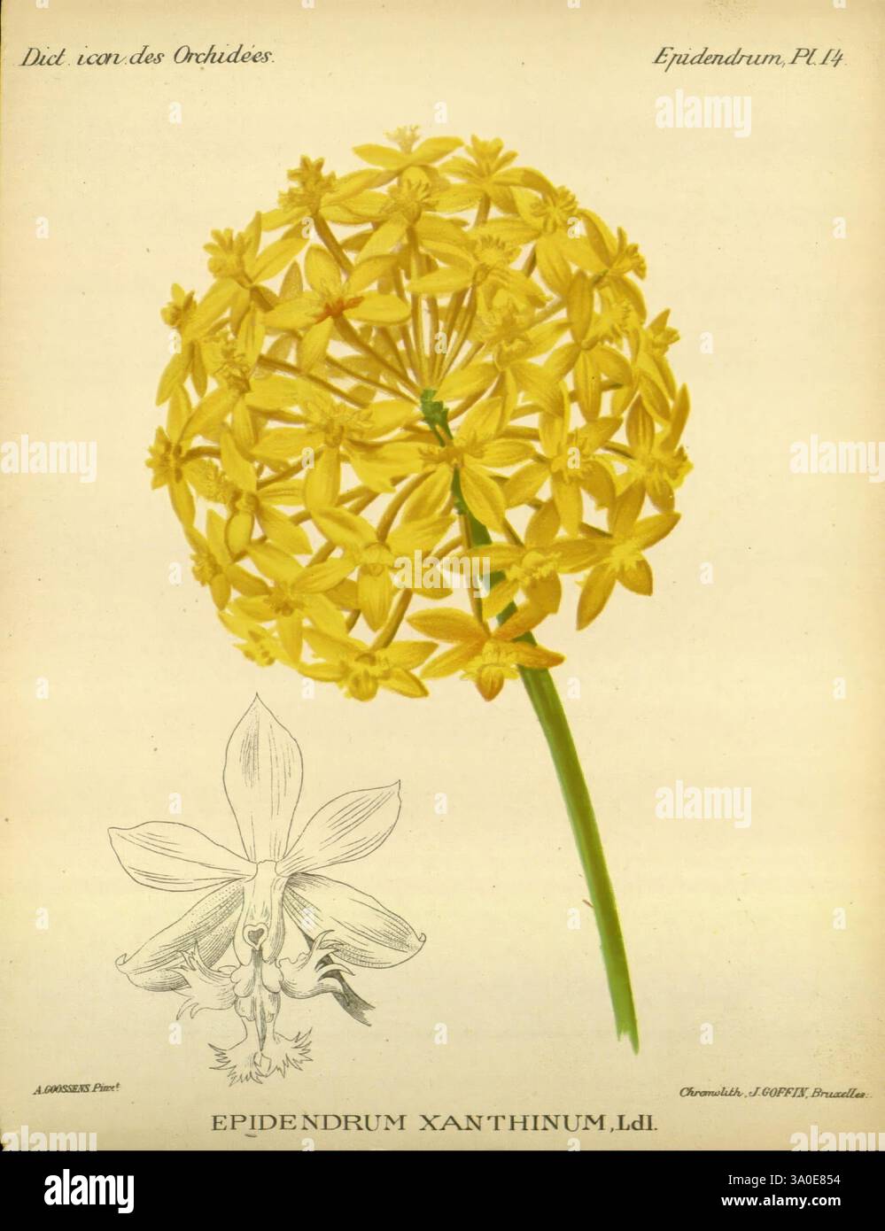 Dictionnaire iconographique des orchidees, 1896-1907. Botanique, Orchidaceae, œuvres picturales, Epidendrum, Alphonse Goossens, orchidée, fleurs, Epidendrum xanthinum, Une illustration botanique mettant en vedette un groupe de fleurs jaune vif de la plante Epidendrum xanthurum. L'arrangement floral est sphérique, mettant en valeur de nombreuses petites fleurs avec des pétales délicats disposés symétriquement. Sous le cluster, un rendu détaillé de la structure de la fleur met en évidence sa forme et ses caractéristiques uniques, y compris le labellum et la colonne, améliorant l'aspect éducatif de l'œuvre. L'inscription Banque D'Images
