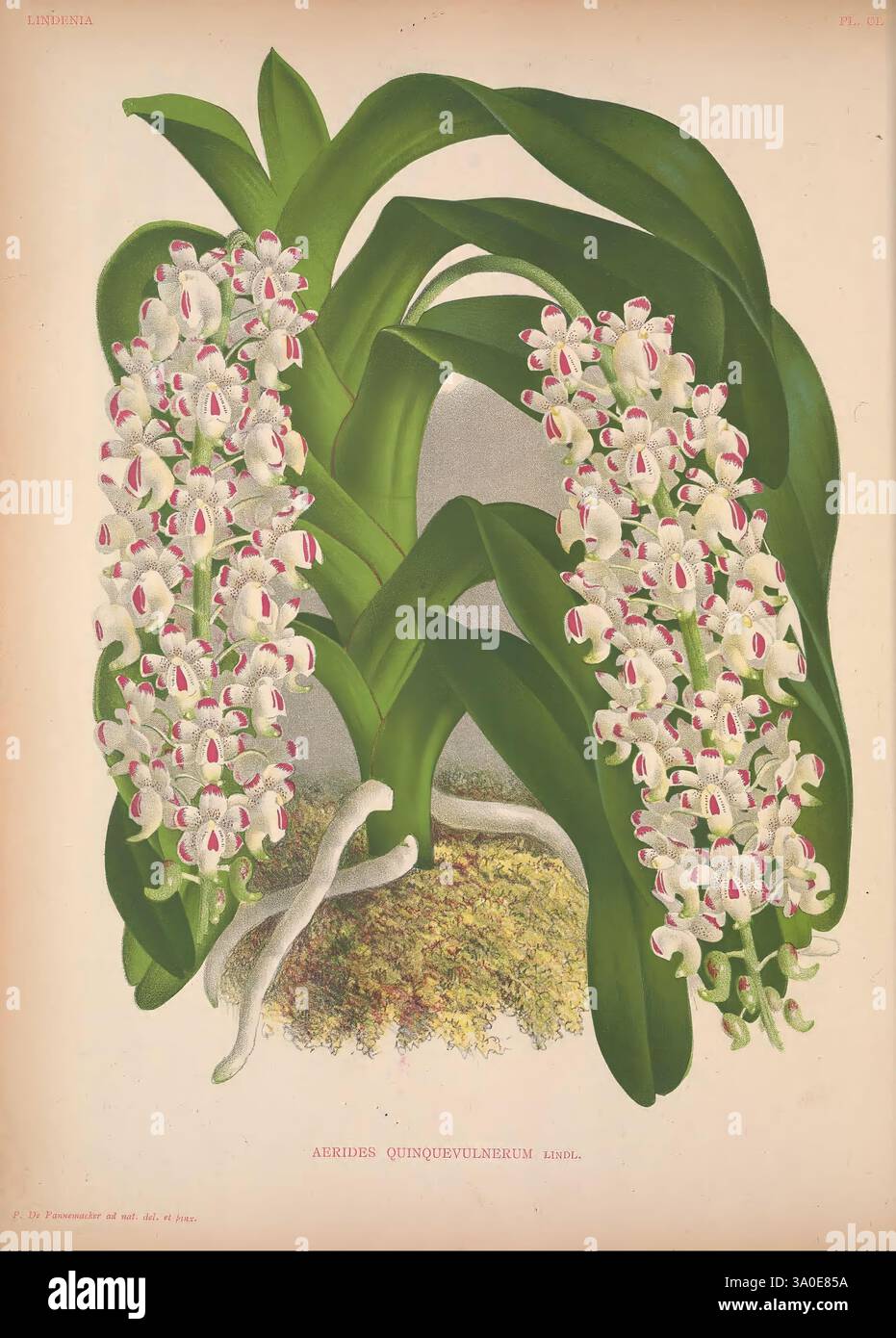 Lindenia Gand [Belgique] impr. F. Meyer-van Loo 1885-1906 guides de classification identification nomenclature nomenclature populaire Orchidaceae orchidées œuvres picturales terminologie fleurs tiges feuilles, Une représentation magnifiquement illustrée de Aerides quinquevulnera, une espèce d'orchidée réputée pour ses fleurs frappantes. La plante présente des feuilles vertes luxuriantes et vibrantes qui arquent gracieusement, offrant une toile de fond contrastée aux grappes de délicates fleurs blanches. Chaque fleur est détaillée avec des marques complexes, avec des notes de rose et de violet, ajoutant à leur charme. L'illustration Banque D'Images