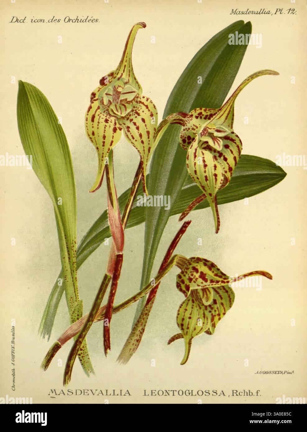 Dictionnaire iconographique des orchidees, 1896-1907, botanique, Orchidaceae, œuvres picturales, Masdevallia, cette illustration présente une représentation détaillée de Masdevallia leontoglossa, une orchidée frappante connue pour sa structure florale unique. Les fleurs, caractérisées par des pétales allongés et des motifs complexes, présentent un mélange de couleurs et de marques distinctives qui soulignent leur nature exotique. Accompagnant les fleurs sont des feuilles vertes luxuriantes qui contrastent magnifiquement avec les fleurs vives. Cette œuvre d'art illustre l'élégance et la diversité des espèces d'orchidées, mettant en valeur l'interaction délicate BE Banque D'Images