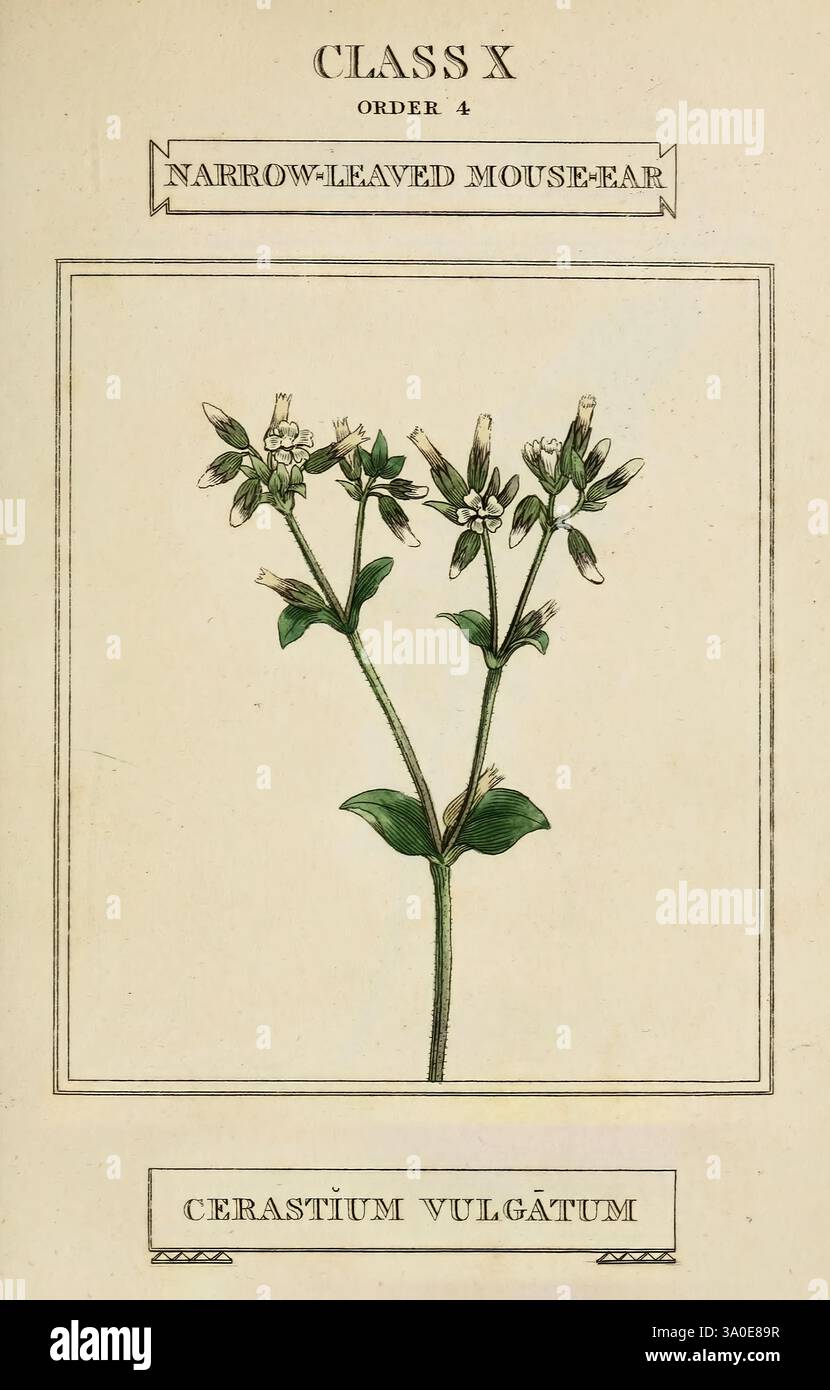 Eléments de la science de la botanique Londres imprimé par T. Bensley pour J. Murray. 1812, plantes, classification, œuvres picturales, cette illustration représente l'oreille de souris à feuilles étroites, scientifiquement nommée Cerastium vulgatum. La plante est représentée avec des tiges vertes minces et des grappes de fleurs blanches délicates, chacune avec cinq pétales. Les feuilles sont étroites et placées alternativement le long des tiges, contribuant à l'aspect caractéristique de la plante. L'illustration est détaillée, montrant la structure des fleurs et des feuilles, avec des étiquettes identifiant la classe et l'ordre de l'espèce, emph Banque D'Images