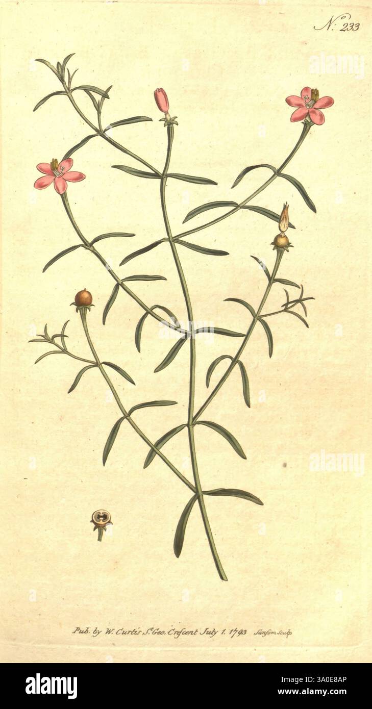 The Botanical Magazine, ou jardin de fleurs, 1790-1800 périodiques botaniques Pictorial Works Curtis, Une illustration botanique mettant en valeur une plante à fleurs délicate avec des tiges minces et de petites fleurs roses vibrantes. La plante présente des feuilles vertes allongées disposées le long des tiges, contribuant à son aspect gracieux. À la base, une gousse arrondie ajoute une touche de contraste. Cette représentation met en évidence les subtilités de la structure de la plante, y compris l'ombrage détaillé et le travail au trait qui souligne sa beauté naturelle. Le design est élégamment présenté avec un numéro étiqueté, suggérant Banque D'Images