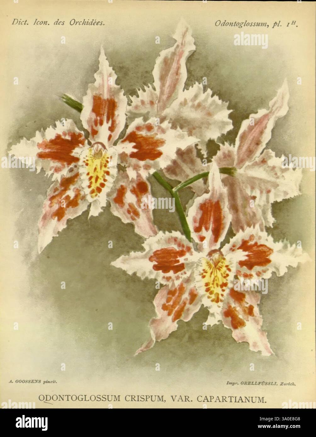 Dictionnaire iconographique des orchidees, 1896-1907, botanique, Orchidaceae, œuvres picturales, Odontoglossum, Une représentation magnifiquement illustrée de l'Odontoglossum crispum, var. Orchidée Capartianum. Cette œuvre botanique met en valeur les détails complexes de la fleur, mettant en valeur ses délicats pétales ornés de motifs frappants de taches rouges et brunes sur un fond blanc crème. Les textures riches et la structure unique de chaque pétale sont soulignées, démontrant l'attention de l'artiste à la beauté naturelle de la plante. La composition présente l'orchidée gracieusement, célébrant son élégane Banque D'Images