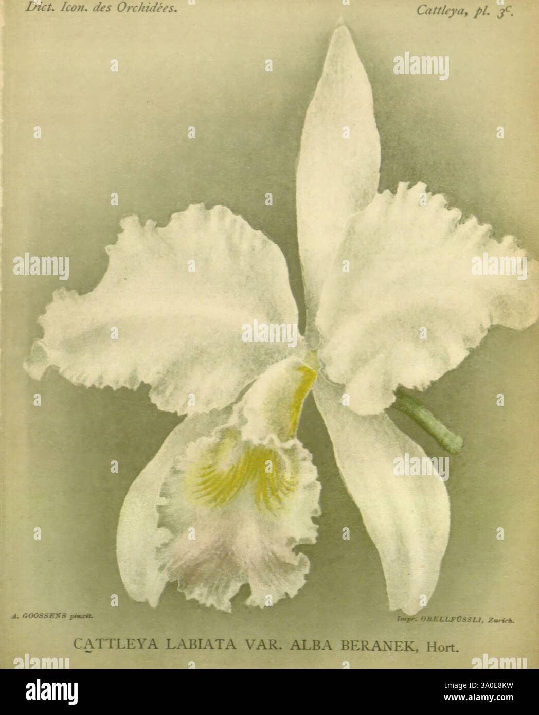 Dictionnaire iconographique des orchidees, 1896-1907, botanique, Orchidaceae, œuvres picturales, Cattleya labiata var. alba, Beranek, cette illustration présente un magnifique Cattleya labiata var. alba, une variété d'orchidée connue pour ses élégantes et grandes fleurs blanches. Les pétales délicats présentent un éclat subtil, tandis que les détails complexes de la lèvre centrale révèlent des marques jaunes douces nichées dans un bord à volants. La composition globale met en valeur les courbes gracieuses de l’orchidée et les textures complexes de ses pétales, capturant la beauté et la sophistication de cette espèce bien-aimée dans Botanical complet Banque D'Images