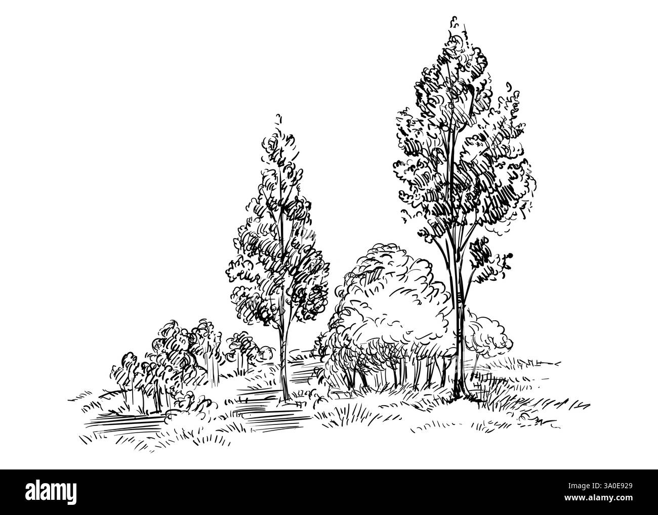 Dessin à la main paysage rural bosquet avec des arbres. Croquis monochrome. Illustration vectorielle isolée sur fond blanc. Elément de conception. Pour les impressions, design Illustration de Vecteur