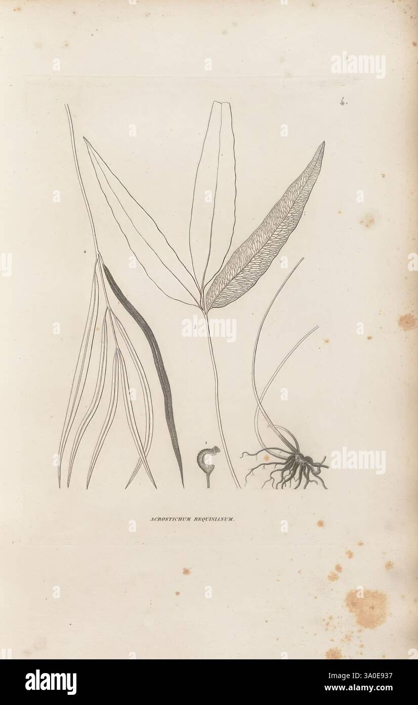 Voyage autour du monde, Paris, chez Pillet aîné, 1824?-1844., l'illustration présente plusieurs éléments botaniques, mettant en valeur diverses structures végétales. Des feuilles allongées aux formes et textures distinctes, accompagnées de tiges élancées et courbées, sont bien en évidence. En outre, un système racinaire est représenté, révélant des détails complexes de sa structure. Chaque élément est soigneusement rendu, soulignant la diversité et la complexité de la vie végétale. La légende en bas identifie l'espèce représentée comme 'Acorus angustifolius', suggérant un accent sur cette plante particulière dans le contexte de Banque D'Images