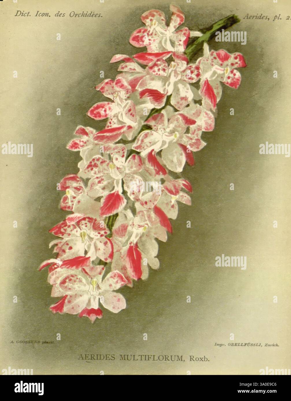 Dictionnaire iconographique des orchidees, 1896-1907, botanique, Orchidaceae, œuvres picturales, une représentation magnifiquement illustrée de l'Aerides multiflorum, mettant en vedette un amas en cascade de fleurs délicates. Chaque fleur présente des motifs complexes, avec des pétales roses et blancs doux qui ont des notes d'accents roses plus profonds, créant un contraste visuellement frappant. L'arrière-plan améliore l'affichage floral, fournissant un dégradé subtil qui complète les couleurs vibrantes de l'orchidée. Le rendu détaillé capture l'élégance et l'unicité de cette espèce d'orchidée, ce qui en fait un subje captivant Banque D'Images