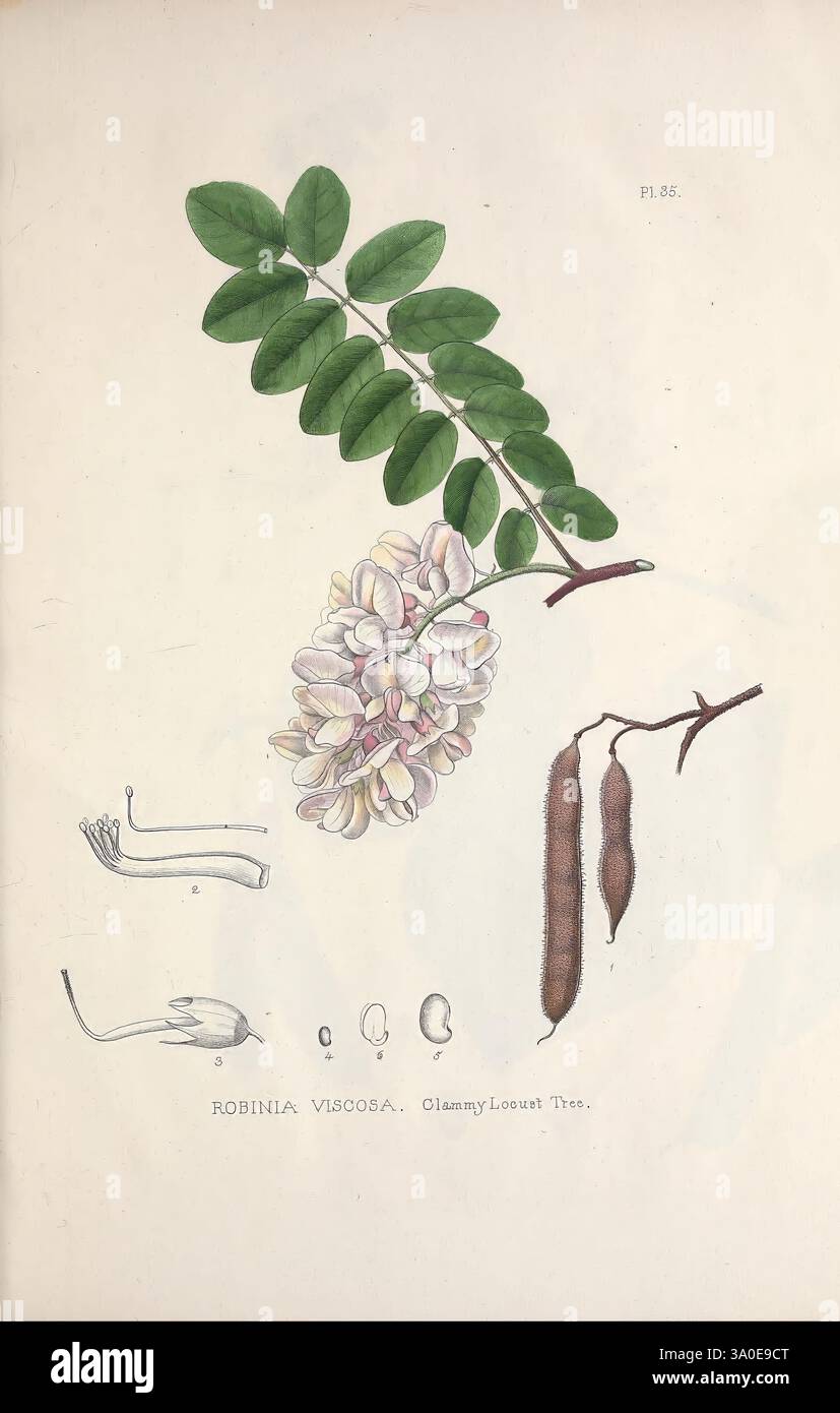 Planches préparées entre les années 1849 et 1859, pour accompagner un rapport sur les arbres forestiers d'Amérique du Nord Washington, 1891. Amérique du Nord, arbres, criquet clammy, Robinia viscosa, cette illustration présente une étude botanique détaillée de la Robinia viscosa, communément appelée criquet clammy. Une feuille verte luxuriante avec une série de feuillets allongés disposés symétriquement est bien en évidence. Sur le côté, un groupe de fleurs délicates et rose pâle est représenté, mettant en valeur leurs structures de pétales complexes. Sous l'image principale, plusieurs éléments botaniques sont identifiés : deux s allongés Banque D'Images