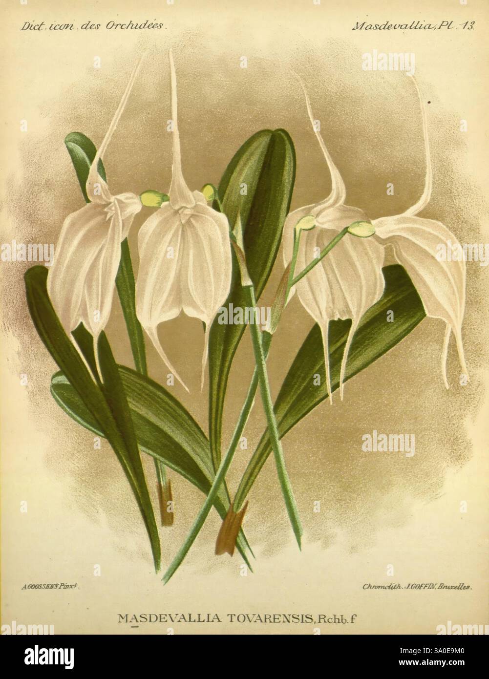 Dictionnaire iconographique des orchidees Bruxelles Imp. F. Havermans 1896-1907 botanique Orchidaceae œuvres picturales Masdevallia, l'illustration présente une représentation étonnante de Masdevallia tovarensis, une orchidée unique connue pour sa forme florale allongée distinctive ressemblant à d'élégantes flèches. Les fleurs présentent de délicats pétales blancs qui s'étendent gracieusement vers l'extérieur, tandis que le feuillage sous-jacent affiche des feuilles vertes allongées qui offrent un contraste saisissant. Cette œuvre capture les détails complexes de l'orchidée et met en valeur la beauté délicate et la nature exotique de cette espèce particulière Banque D'Images