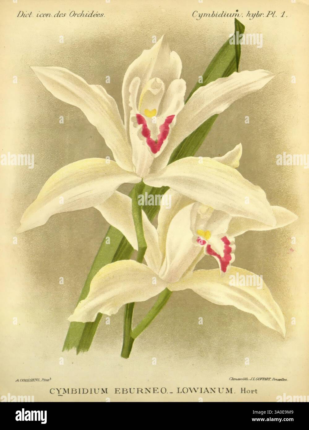 Dictionnaire iconographique des orchidees, 1896-1907, botanique, Orchidaceae, œuvres picturales, Cymbidium, Alphonse Goossens, orchidée, fleurs, Cymbidium eburneum, Cymbidium lowianum, Une illustration magnifiquement rendue de l'orchidée Cymbidium Eburneo-Lowianum, avec de délicates fleurs blanches avec des accents roses saisissants au centre de chaque fleur. L'orchidée est représentée avec ses feuilles vertes luxuriantes, mettant en valeur la structure élégante et les détails complexes des pétales. Cette représentation met en évidence la beauté naturelle et la complexité de cette variété d'orchidées spécifique, invitant à apprécier son fea unique Banque D'Images