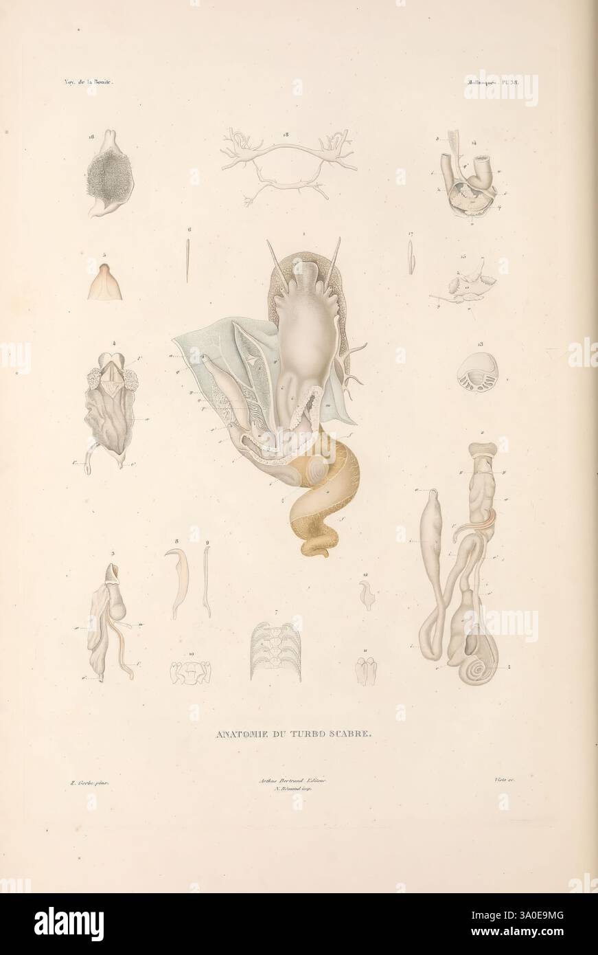 Zoologie Paris, A. Bertrand, 1841-52., illustration anatomique détaillée mettant en évidence diverses formes liées à un organisme, éventuellement un mollusque ou un céphalopode. Au centre de la composition se trouve une figure importante représentant les structures internes, y compris la coquille, le corps et d'autres organes associés. Autour de cette représentation centrale se trouvent des représentations plus petites des caractéristiques anatomiques, mettant en évidence les différentes parties et leurs fonctions. La mise en page souligne la complexité de l'anatomie de l'organisme, avec des étiquettes et des illustrations disposées méthodiquement pour améliorer la compréhension de chaque composant. Le ov Banque D'Images