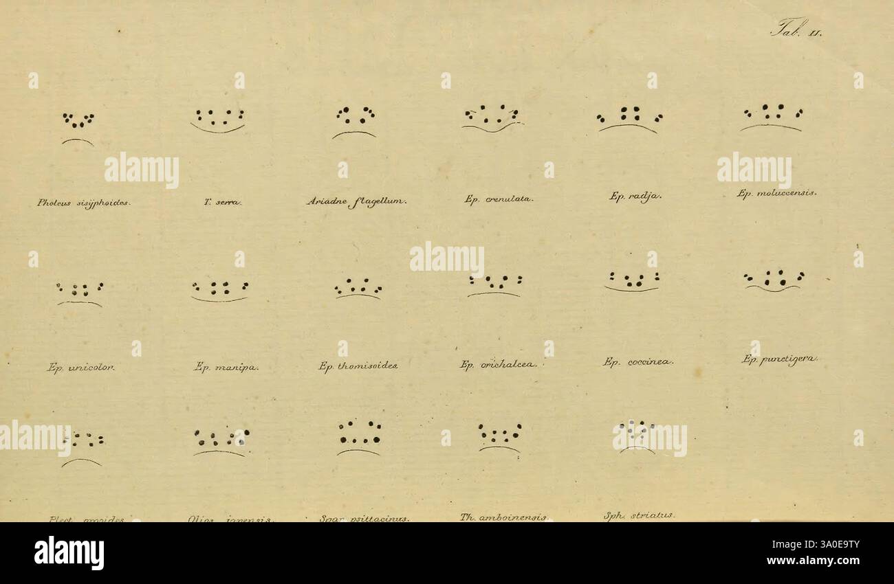 Bijdrage tot de kennis der arachniden van den Indischen archipel, Batavia, 1857-[1859], Inde, Arachnida, la composition visuelle présente une grille contenant divers arrangements de points, chacun représentant différentes représentations mathématiques ou graphiques. Les motifs en pointillés semblent représenter une série de formes symétriques et asymétriques, avec des annotations en dessous indiquant différentes classifications ou catégories. Des termes tels que « configuration linéaire », « formation circulaire » et d'autres suggèrent de mettre l'accent sur la géométrie ou les principes de représentation visuelle, probablement utilisés pour illustrer les concepts en M. Banque D'Images