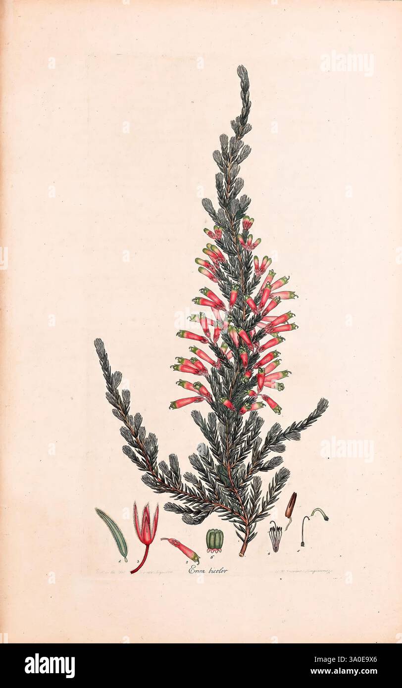 Gravures colorées de bruyères, Londres, éditées par l'auteur. Imprimé par T. Bensley, 1802-09 [1830?], 1802, 19e siècle, botanique, Angleterre, Erica, Ericaceae, gravure, médias graphiques, colorée à la main, histoire, œuvres picturales, cette illustration présente une étude botanique complexe mettant en vedette une plante à fleurs caractérisée par des fleurs roses rougeâtres vibrantes qui émergent du feuillage vert. La plante, peut-être un membre de la famille des Ericaceae, présente des fleurs allongées et tubulaires disposées en grappe, faisant allusion à ses adaptations de pollinisation. Autour de la représentation florale principale sont botaniques supplémentaires Banque D'Images
