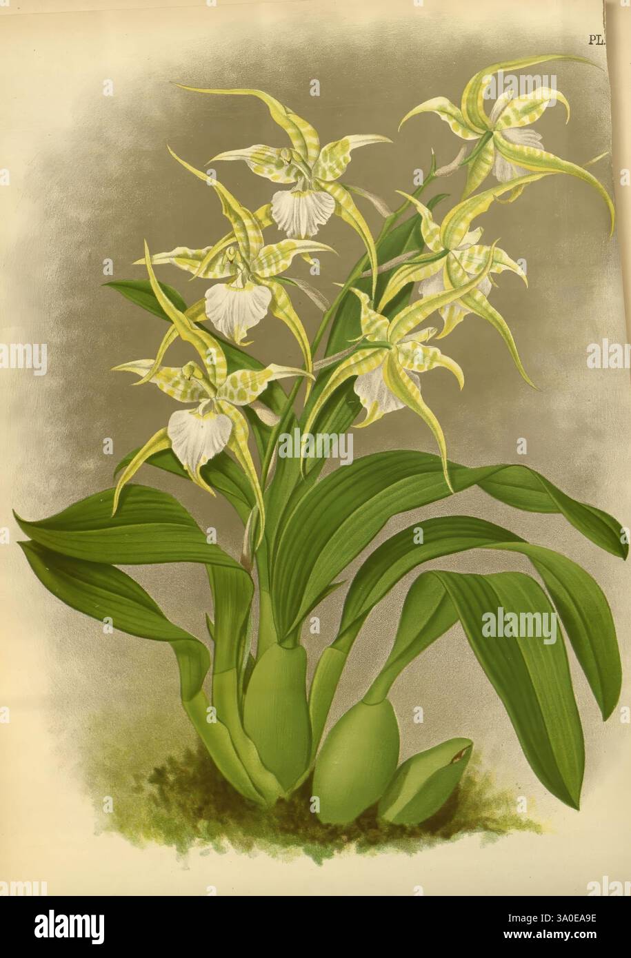 Orchid, album, Londres, B. S. Williams, 1882-97, Orchidaceae, périodiques, œuvres picturales, Une représentation magnifiquement illustrée de l'Odontoglossum cordatum aureum, mettant en valeur ses fleurs délicates et exotiques aux motifs de pétales complexes. Les fleurs sont majoritairement blanches avec des notes de vert et de jaune, créant un contraste saisissant avec les feuilles luxuriantes et larges qui les entourent. La composition met en évidence la voûte gracieuse des tiges des fleurs, attirant l'attention sur les détails complexes de chaque fleur. Le fond doux améliore l'élégance globale, ce qui rend les couleurs vibrantes de l'orchi Banque D'Images