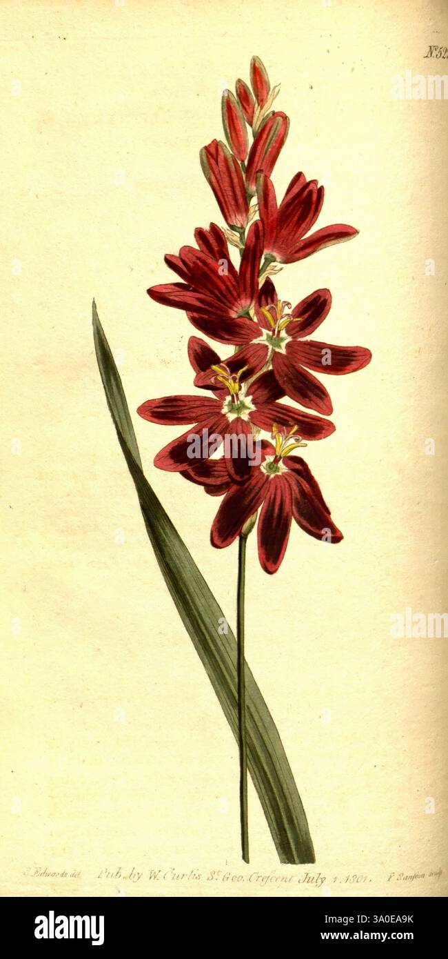 Curtis's Botanical Magazine, Londres, New York, botanique, périodiques, œuvres picturales, Curtis, Une grande tige ornée de fleurs rouges éclatantes, chacune présentant de délicats pétales avec des marques foncées prononcées. Les fleurs sont disposées en une formation groupée vers le haut, mettant en valeur leur beauté frappante. Sous les fleurs, de fines feuilles vertes s'étendent gracieusement, offrant un contraste doux avec les riches teintes des pétales. Une touche subtile et artistique souligne l'élégance naturelle de la plante, invitant le spectateur à apprécier ses détails complexes et son charme. Banque D'Images