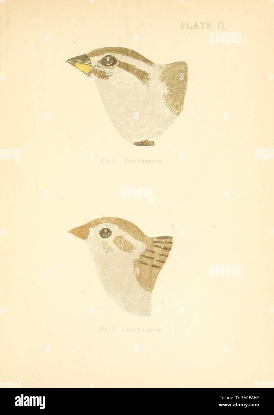 Handbook of the Sparrows, Finches, of New England Newtonville [Mass.] C. J. Maynard, 1896. Oiseaux, pinsons, Nouvelle-Angleterre, moineaux, Spizelloides arborea, Spizella pusilla, l'illustration présente deux oiseaux, chacun présenté dans un style scientifique. La section supérieure présente un moineau d'arbre, caractérisé par sa tête ronde, un bec concis et des variations subtiles dans les tons de plumage. En dessous, le moineau des champs est représenté, identifiable par ses marques distinctes et sa forme légèrement plus allongée. Les deux oiseaux sont étiquetés avec leurs noms respectifs, soulignant leurs caractéristiques pour référence, et sont arrang Banque D'Images