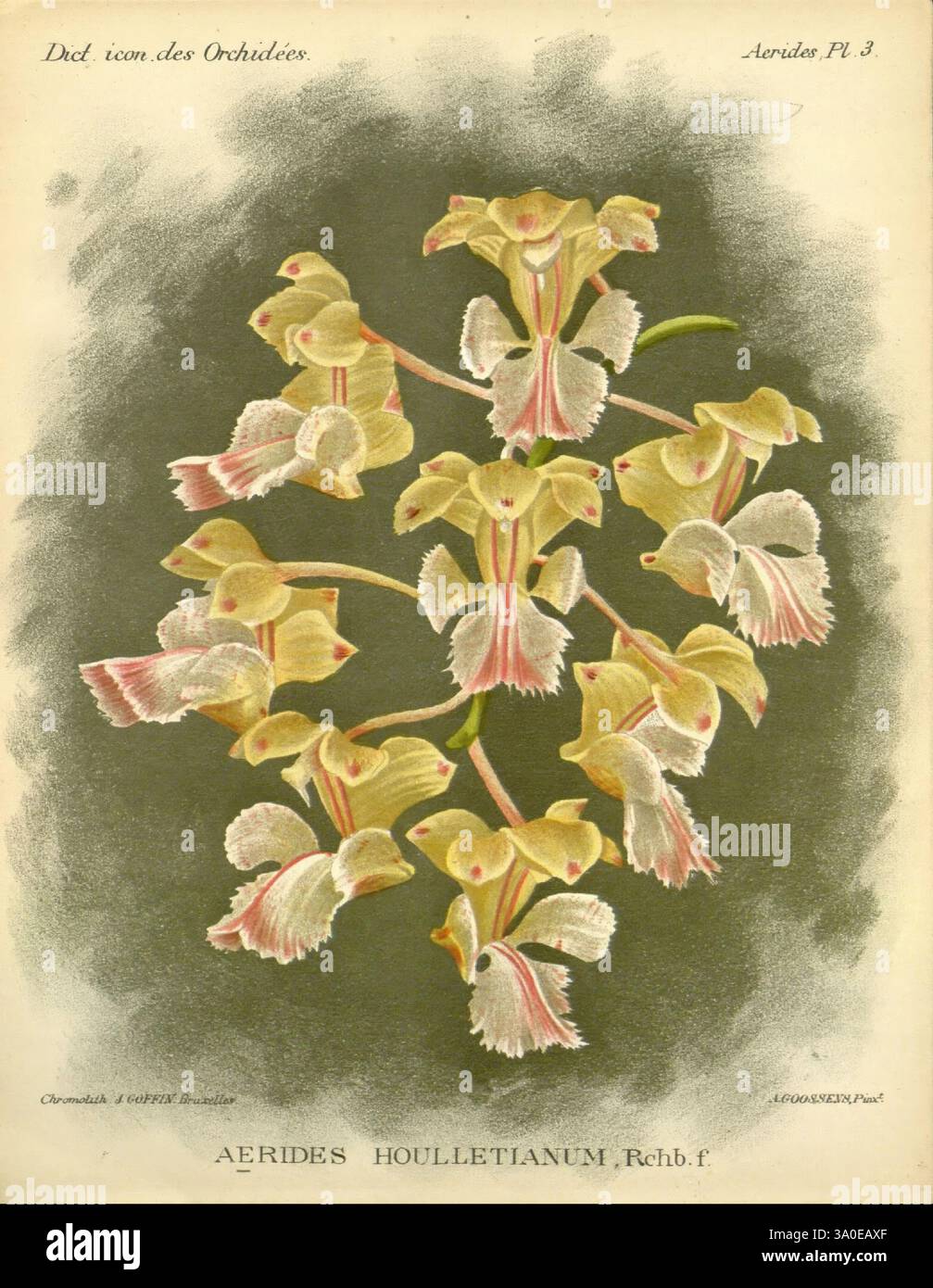 Dictionnaire iconographique des orchidees, 1896-1907, botanique, Orchidaceae, œuvres picturales, une illustration botanique exquise de l'orchidée Aerides houlettianum, mettant en valeur ses fleurs délicates et en cascade. Les fleurs présentent un mélange unique de pétales jaune crème avec des reflets roses doux, disposés élégamment en couches. Chaque fleur présente des détails complexes, soulignant les textures fines et les nuances subtiles de couleurs. Le fond met en valeur les éléments floraux, offrant un contexte naturel qui met en valeur la beauté et l'élégance de cette espèce d'orchidée captivante. Banque D'Images