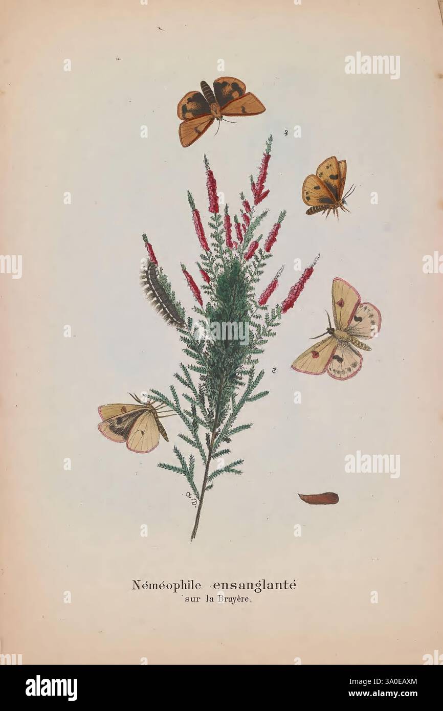 Les lépidoptères de la Belgique, Bruxelles, librairie C. Muquardt, Merzbach et Falk succ, 1874-84, Belgium, Lepidoptera, dans une illustration botanique, de délicats brins d'une plante au feuillage fin et en forme d'aiguilles sont mis en évidence, ornés d'accents rouges et verts vifs. Autour de la plante, plusieurs papillons minutieusement détaillés flottent, mettant en valeur une variété de motifs et de couleurs d'ailes, y compris des nuances d'orange, de jaune et des notes de blanc. Chaque papillon semble être dans une pose dynamique, améliorant le sens du mouvement. Sous le sujet botanique, l’étiquette note « néméophile ens Banque D'Images