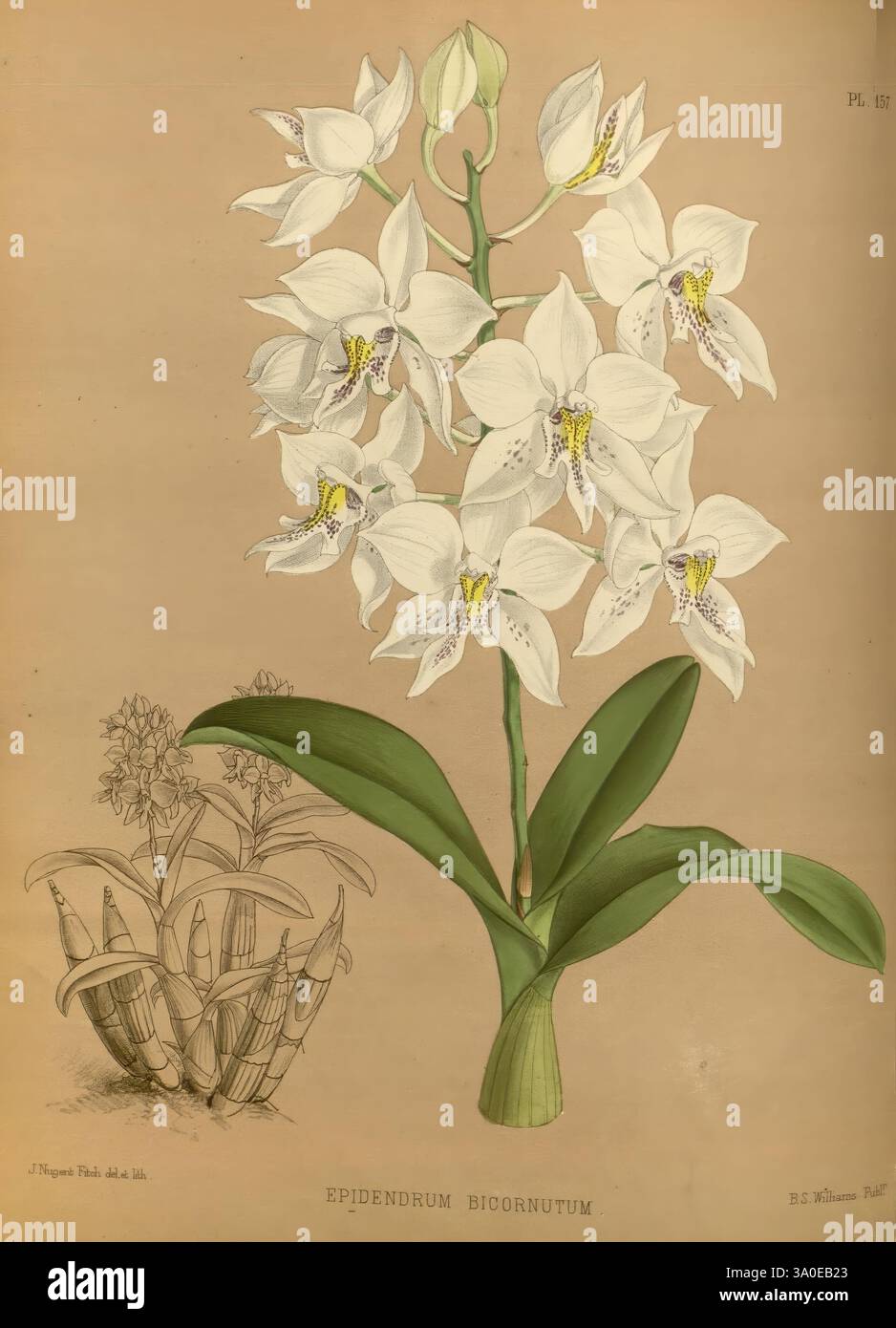Orchid album, Londres, B. S. Williams, 1882-97, Orchidaceae, périodiques, œuvres picturales, Un guide botanique magnifiquement illustré mettant en vedette le bicornutum Epidendrum. La composition présente un groupe de fleurs blanches élégantes avec des détails complexes sur leurs pétales et des accents jaunes vibrants au centre. Sous les fleurs, une représentation du feuillage de la plante met en valeur les larges feuilles vertes qui arquent élégamment et offrent un décor luxuriant. L'illustration comprend également un dessin détaillé de la structure de la plante sur la gauche, soulignant sa forme naturelle et son habitat. Le titre au b Banque D'Images
