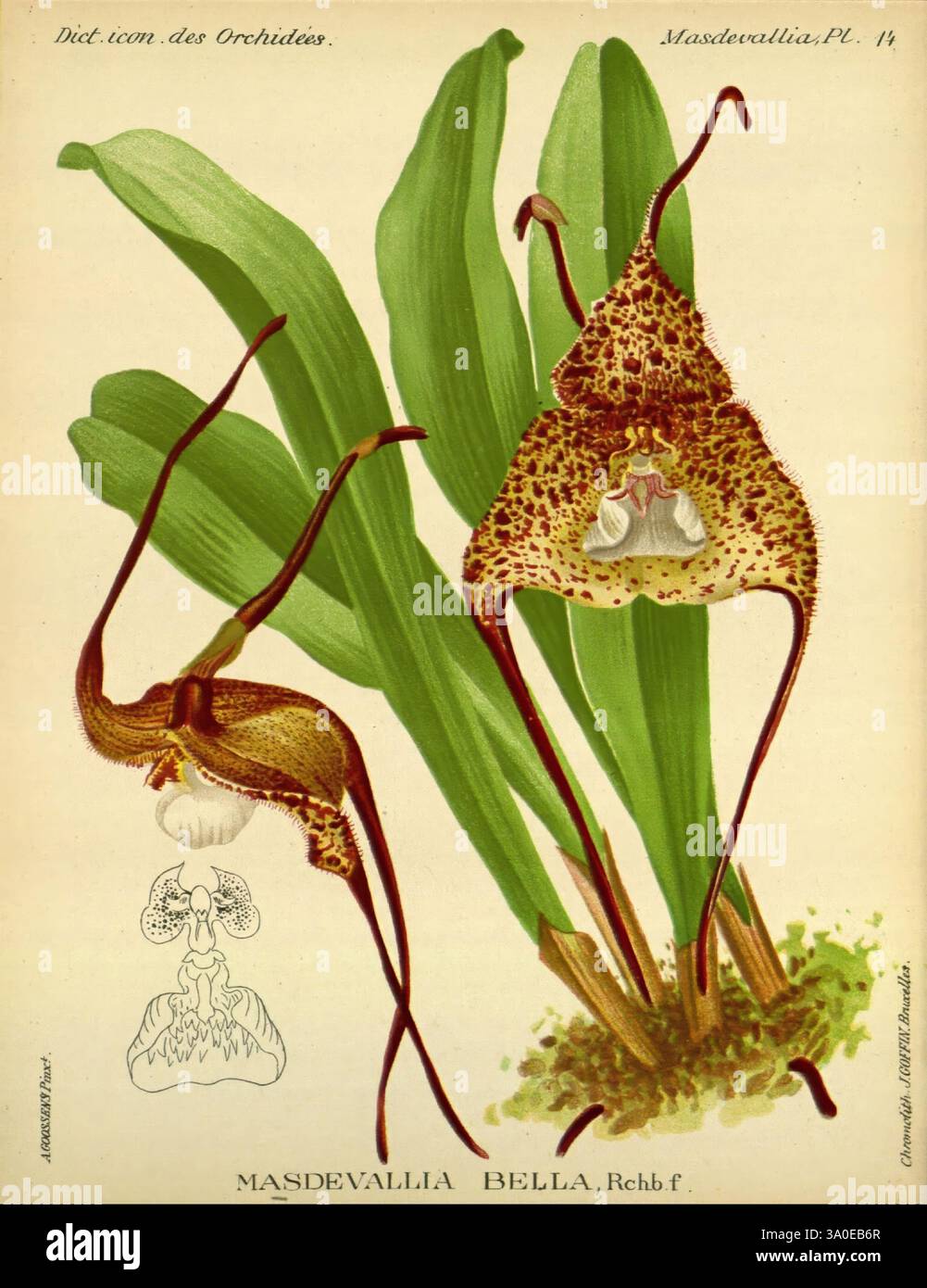 Dictionnaire iconographique des orchidees, 1896-1907, botanique, Orchidaceae, œuvres picturales, Masdevallia, cette illustration présente l'orchidée Masdevallia Bella, mettant en valeur sa structure unique et complexe. Les fleurs sont caractérisées par des pétales allongés et ondulés qui affichent un motif frappant de taches et de marques dans des tons de brun et de jaune, ressemblant à une créature délicate. L'orchidée est représentée à côté de son feuillage vert luxuriant, qui se compose de longues feuilles voûtées qui fournissent une toile de fond vibrante. Sous l’illustration principale, une représentation détaillée de l’anatomie de la fleur offre un aperçu Banque D'Images