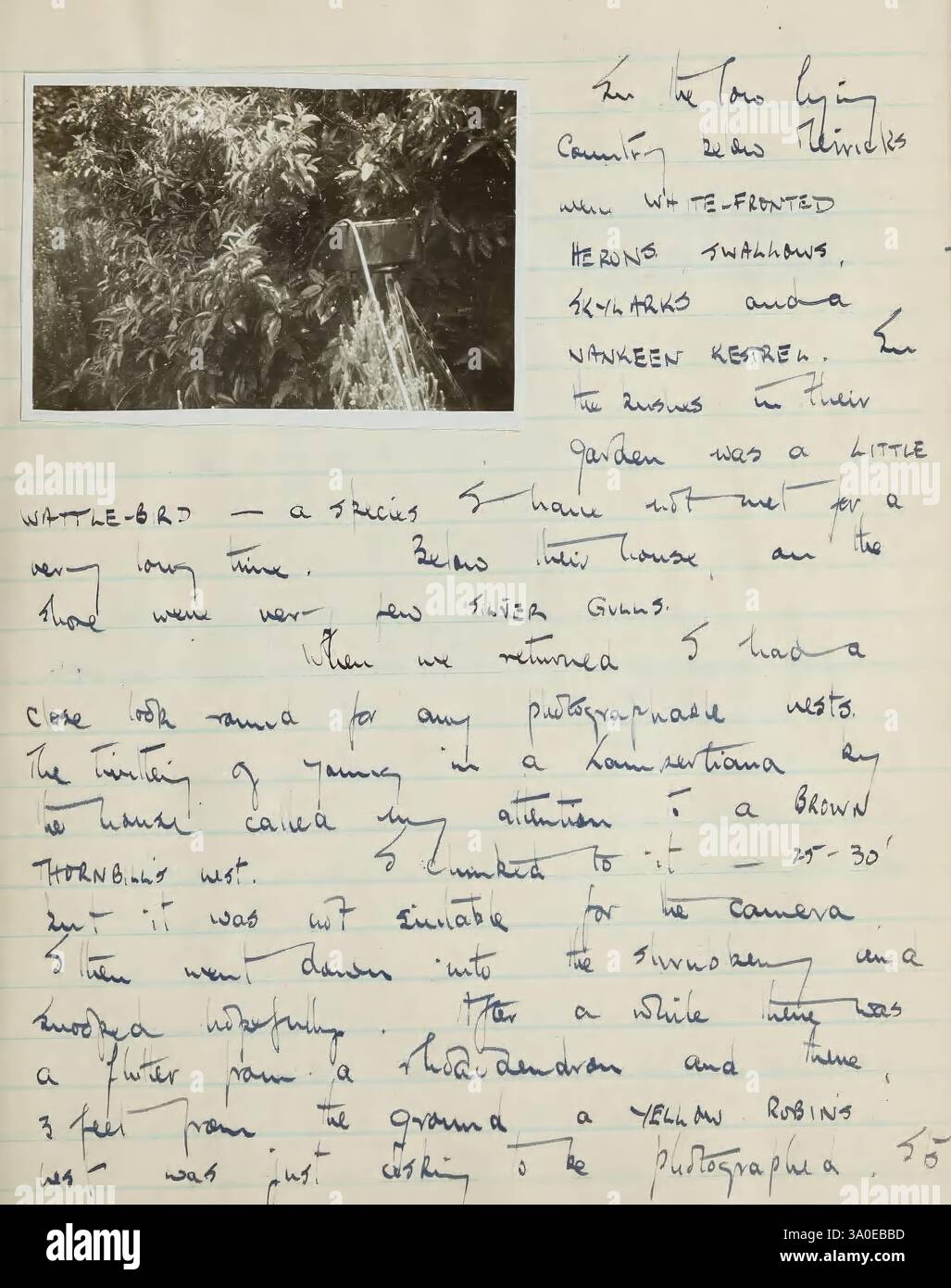 Ornithologique, champ, journaux, de, A, Graham, Brown, 1947-1957, la scène présente une page manuscrite remplie de notes et d'observations sur la nature. Il y a des descriptions détaillées de divers oiseaux, y compris une fascination notable pour les motifs de plumes et la coloration. Une section souligne l'excitation d'observer un rouge-gorge jaune, tandis qu'une autre mentionne la complexité de capturer ces moments avec une caméra. L'élément visuel qui l'accompagne représente une végétation luxuriante, suggérant un environnement naturel vibrant où ces observations ont lieu. Enthousiasme pour l'observation des oiseaux et le n Banque D'Images