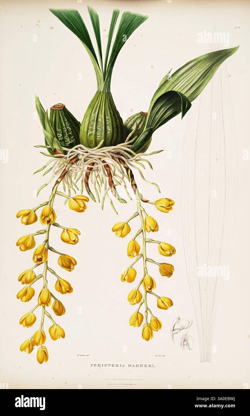 Les Orchidaceae du Mexique et du Guatemala. London, Ridgway, [1837-1843]. Guatemala, Mexique, Orchidaceae, plantes, Acinetobacter, femmes en science, Augusta Innes Withers, Augusta Innes Withers, Une illustration botanique détaillée mettant en vedette l'espèce exotique d'orchidée Phragmipedium besseae. Le dessin met en valeur la structure unique de la plante, mettant en évidence les feuilles larges et allongées distinctives qui émergent d'une base centrale. À l'avant-garde, des grappes de fleurs jaunes vibrantes pendent gracieusement de tiges délicates, chaque fleur présentant des formations de pétales complexes. L'arrière-plan comprend un indice subtil Banque D'Images
