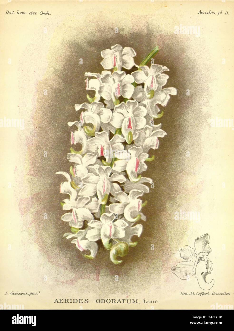 Dictionnaire iconographique des orchidees, 1896-1907. Botanique, Orchidaceae, œuvres picturales, Une illustration botanique mettant en vedette un groupe de fleurs blanches élégantes avec de délicates marques roses. Les fleurs sont disposées en cascade, mettant en valeur leurs structures de pétales complexes et leurs teintes contrastées. Accompagnant les fleurs, il y a une étiquette de classification scientifique, avec le nom 'Aerides odoratum' en évidence, suggérant qu'il s'agit d'une représentation d'une espèce d'orchidée. Le design est complété par des images stylisées de feuilles et une attention particulière aux détails qui met en valeur la beauté et Banque D'Images