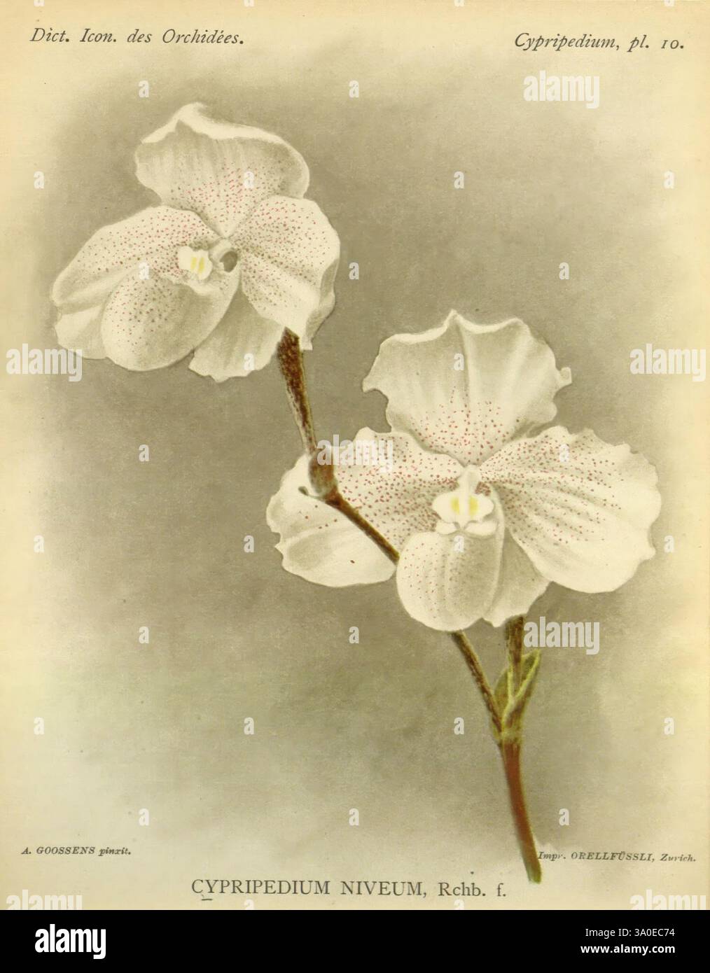 Dictionnaire iconographique des orchidees, 1896-1907, botanique, Orchidaceae, œuvres picturales, Cypripedium, Une espèce d'orchidée délicate présentant ses élégantes fleurs blanches ornées de subtiles taches violettes. L'orchidée présente de larges pétales texturés qui courbent gracieusement vers l'extérieur, créant un contraste exquis sur le fond doux. Au centre de la fleur, une petite caractéristique jaune vif attire le regard, améliorant sa beauté globale. Cette représentation souligne les détails complexes de la conception de la nature, soulignant les caractéristiques uniques de la variété Cypripedium niveum. Le présentateur Banque D'Images