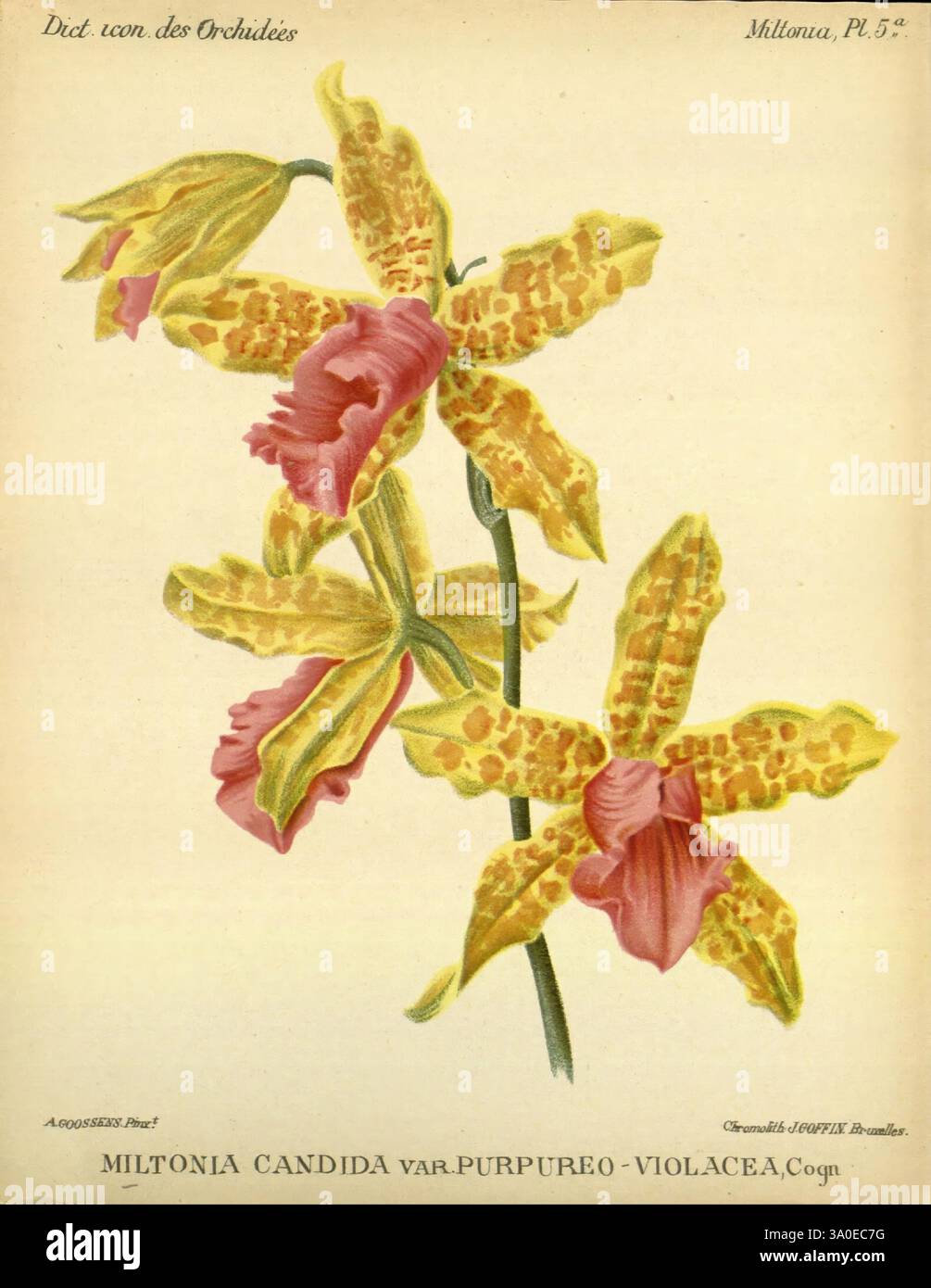 Dictionnaire iconographique des orchidees, 1896-1907, botanique, Orchidaceae, œuvres picturales, Miltonia, l'illustration met en valeur la beauté exquise de la Miltonia candida var. orchidée purpuréo-violecea. Cette représentation botanique présente un groupe de fleurs jaunes et violettes vibrantes, caractérisées par des motifs complexes et des bords délicats et volants. Les fleurs sont placées sur un fond subtil, soulignant leurs couleurs vives et leurs marques distinctes. La composition capture la structure unique des pétales d'orchidée, mettant en valeur leur élégance et l'élégance naturelle de la plante. Ce represe Banque D'Images