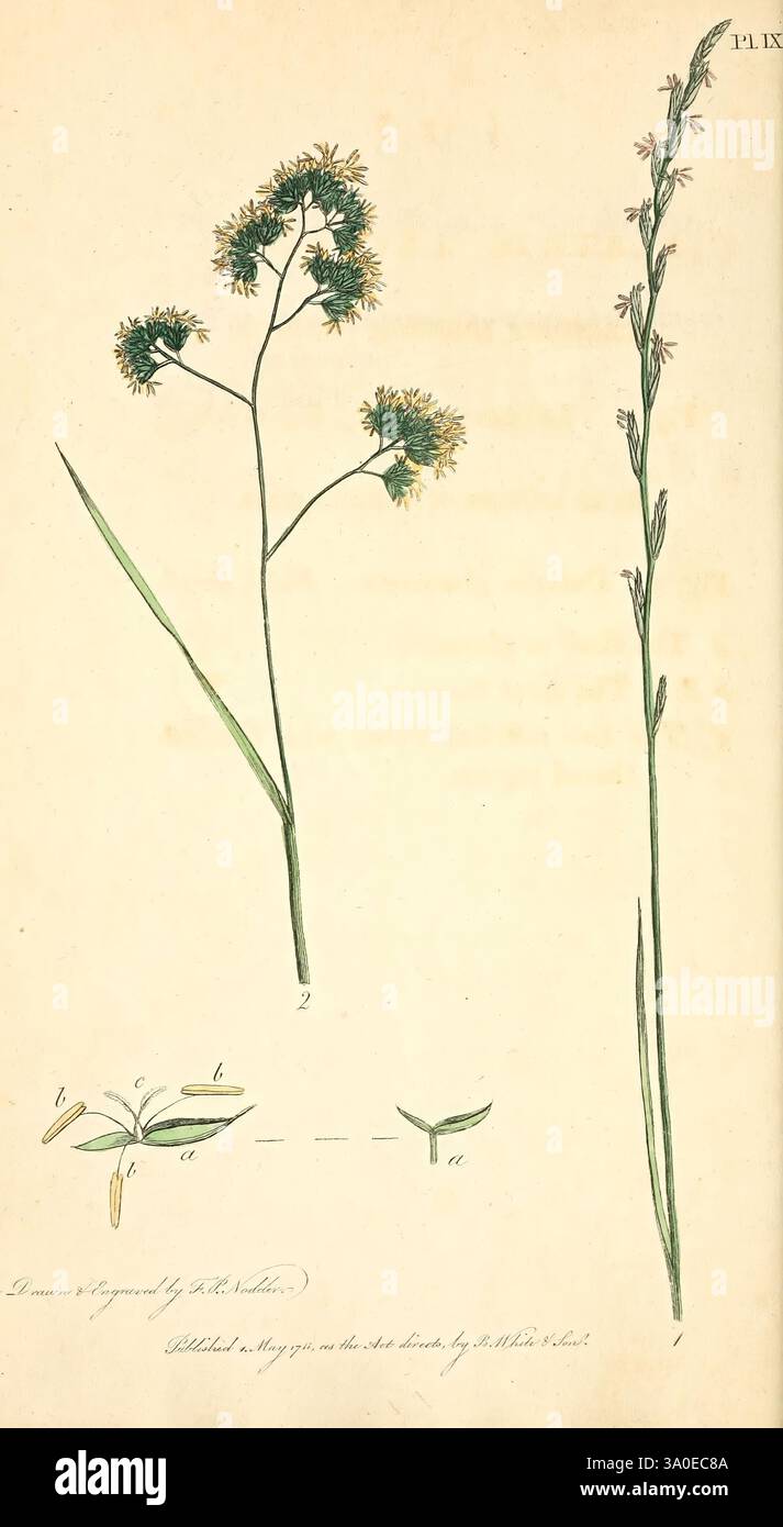 Trente-huit planches, avec explications London, J. White, 1799., l'illustration présente une étude détaillée de deux espèces végétales distinctes. Sur la gauche, une plante à fleurs avec des tiges vertes minces et des grappes de petites fleurs rondes à bout jaune est représentée. Il présente des feuilles allongées et étroites qui s'étendent à partir de la base de la tige. Sous cette plante, il y a une section étiquetée fournissant des détails rapprochés de ses fleurs et de ses feuilles, marquée avec les lettres a et b pour plus de clarté. Sur la droite, une grande espèce ressemblant à de l'herbe est illustrée, caractérisée par sa pointe allongée et sa fine structure verticale, w Banque D'Images