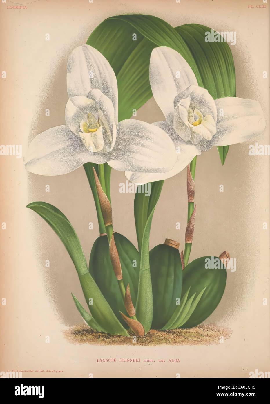 Lindenia Gand [Belgique], Impr. F. Meyer-van Loo, 1885-1906, classification, guides, nomenclature, nomenclature, populaire, Orchidaceae, orchidées, œuvres picturales, terminologie, fleurs, tiges, feuilles, L'œuvre présente deux orchidées blanches exquises, caractérisées par leurs grands pétales délicats et leurs centres jaunes vifs, affichant élégamment leur beauté naturelle. Ces fleurs sont serties contre des feuilles vertes luxuriantes qui offrent un contraste vibrant, mettant en évidence les détails complexes des textures de la fleur. La composition est riche en précision botanique, mettant en valeur le c gracieux Banque D'Images