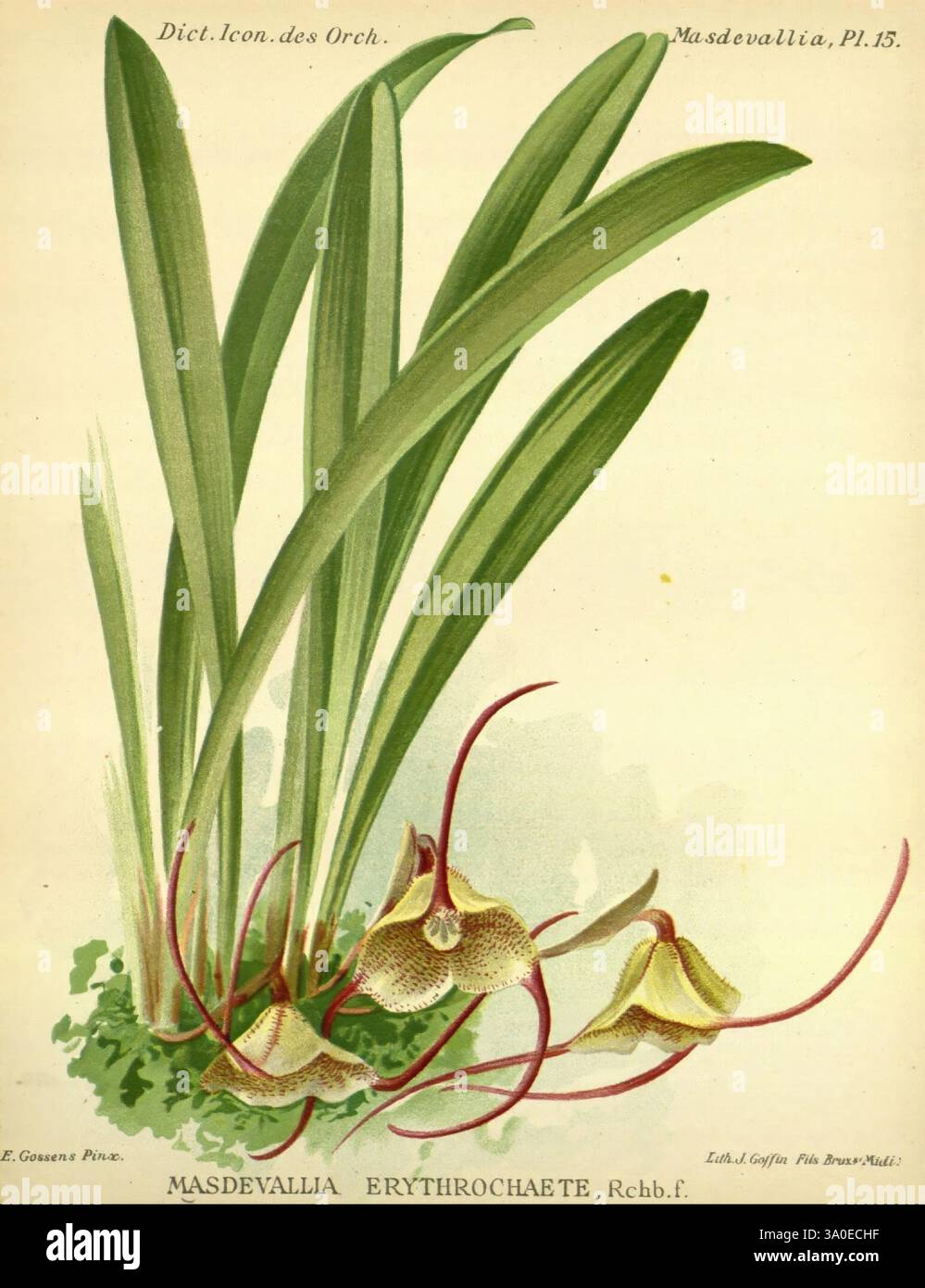 Dictionnaire iconographique des orchidees, 1896-1907, botanique, Orchidaceae, œuvres picturales, Masdevallia, l'illustration présente un Masdevallia erythrochaete, une espèce d'orchidée connue pour son aspect unique et exotique. La plante présente des feuilles allongées et voûtées qui s'élèvent gracieusement de la base, ajoutant une toile de fond luxuriante et verte à la scène. Les fleurs distinctives, qui présentent une combinaison frappante de couleurs et de formes, sont bien visibles. Les fleurs sont caractérisées par leurs pétales délicats et allongés qui se courbent élégamment vers l'extérieur, évoquant un sentiment d'élégance et de grâce. Ce de Banque D'Images