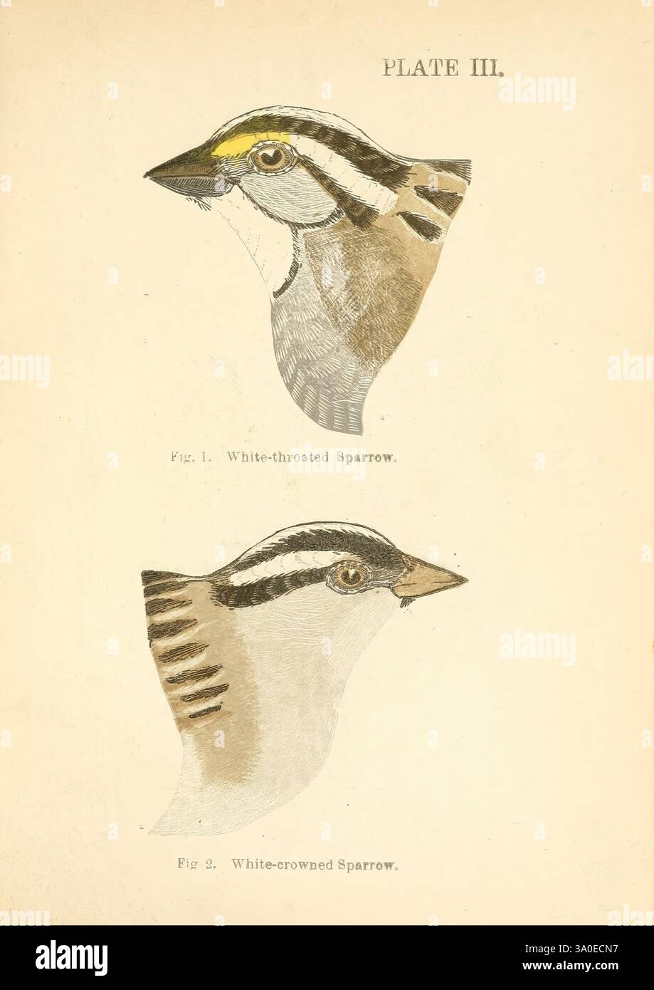 Handbook of the Sparrows, Finches, of New England Newtonville [Mass.] C. J. Maynard, 1896, Birds, Finches, New England, moineaux, Zonotrichia albicollis, Zonotrichia leucophrys, cette illustration présente deux espèces distinctes de moineaux. La section supérieure représente le Moineau à gorge blanche, caractérisé par sa gorge blanche saisissante contrastant avec son plumage brun et gris chaud, à côté d'une tache jaune notable au-dessus de l'œil. Ci-dessous, le Moineau à couronne blanche est représenté, reconnu par ses rayures noires et blanches audacieuses sur la tête, qui encadrent magnifiquement son expression arrondie et innocente. Les deux Banque D'Images