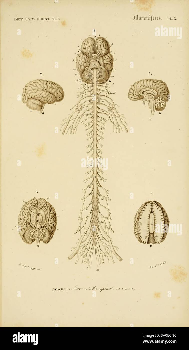 Dictionnaire universel d'histoire naturelle, Paris, chez les éditeurs MM. Renard, Martinet et cie, rue et Hôtel Mignon, 2 (quartier de l'École-de-médecine), et chez Langlois et Leclercq, rue de la Harpe, 81, Victor Masson, place de l'École-de-médecine, 1847-1849, cerveau, histoire naturelle, dictionnaires, l’illustration présente une représentation anatomique détaillée du système nerveux central des mammifères. En haut, la structure du cerveau est représentée, mettant en valeur ses différents lobes et régions. Sous le cerveau, la moelle épinière s'étend vers le bas, affichant un arrangement de nerfs spinaux branc Banque D'Images