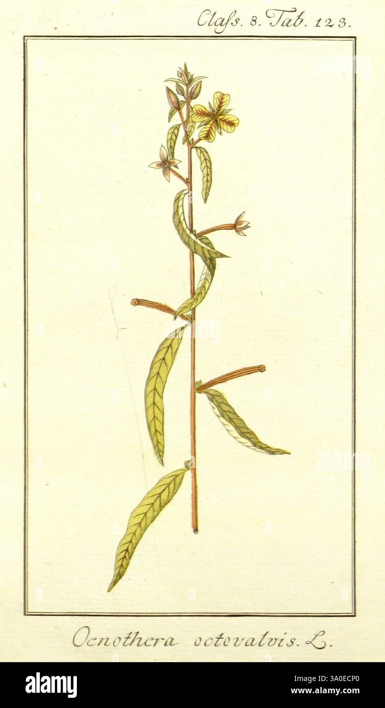 Dreyhundert, Auserlesene, Amerikanische, Gewächse, Nach, Linneischer, Ordnung, Nürnberg, Auf, Kosten, der, Raspischen, Buchh, 1785-88, plantes, Centralamerica, Westindies, Pictorial, Works, une étude botanique illustrée mettant en vedette la plante oenothera oenothera, communément appelée onagre. Le dessin met en évidence la tige élancée ornée de feuilles allongées aux bords dentelés. Au sommet, de délicates fleurs jaunes fleurissent, mettant en valeur leur forme et leur arrangement distincts. L'illustration est encadrée d'une bordure simple, et le texte en bas identifie l'espèce et fournit un cl Banque D'Images