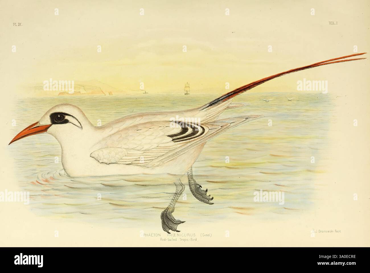 Les oiseaux d'Australie, Melbourne, C. Stuart & co, 1890-91, oiseaux, Australie, ornithologie, Australie, Phaethon rubricauda, Phaeton phoenicurus, Un oiseau élancé aux caractéristiques saisissantes se dresse gracieusement au-dessus de la surface de l'eau, mettant en valeur sa queue allongée et son bec orange éclatant. Son corps est majoritairement blanc, accentué par de délicates marques noires sur les ailes et un dégradé subtil en arrière-plan qui évoque un paysage marin serein. Les yeux expressifs de l'oiseau sont encadrés par des motifs cercles distincts, ajoutant à son apparence élégante. De douces vagues ondulent autour de ses pieds, suggérant un c tranquille Banque D'Images