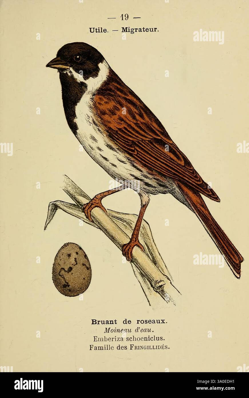 Atlas de poche des oiseaux de France, Suisse, et Belgique, utiles ou nuisibles, Paris, librairie des sciences naturelles 1898, France, Birds, Switzerland, Belgium, atlas, Emberiza schoeniclus, Un petit oiseau élégant avec un plumage marron et noir distinct, avec une gorge et une poitrine blanches saisissantes. Il se perche gracieusement sur une branche élancée, mettant en valeur son dos rayé et éclatant. À côté de l'oiseau, un œuf pâle repose, signalant son rôle dans le cycle de reproduction. Le texte ci-dessous identifie l'oiseau comme 'bruant de roseaux' ou 'Moineau d'eau', appartenant au genre Emberiza, mettant en évidence son mig Banque D'Images