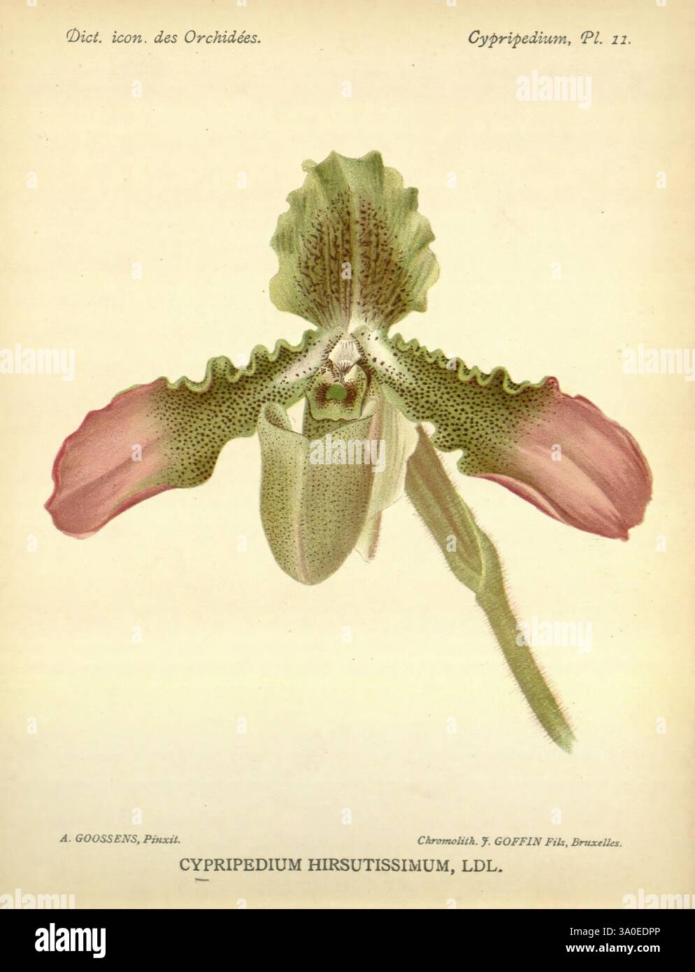Dictionnaire iconographique des orchidees, 1896-1907, botanique, Orchidaceae, œuvres picturales, Cypripedium, Une superbe illustration d'une orchidée Cypripedium hirsutissimum, mettant en valeur sa structure florale unique et complexe. La plante présente une lèvre arrondie en forme de poche qui est bien visible, entourée de pétales à motifs saisissants dans les tons de vert, rose et crème. De fins détails soulignent les veines délicates et les textures de la fleur, soulignant sa beauté naturelle. Le texte d'accompagnement identifie l'espèce et note l'artiste et l'éditeur, ajoutant une touche d'élégance savante à t Banque D'Images