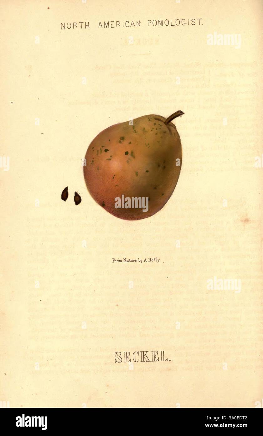 Hoffy's North American, Pomologist, Philadelphie, A. Hoffy, 1860, fruit, North America, Pictorial Works, l'illustration présente une poire Seckel mûre, caractérisée par sa forme ronde distinctive et sa peau lisse, qui affiche des taches subtiles. Deux graines foncées sont positionnées sous la poire, offrant un contraste avec sa teinte jaune doré. L'image est accompagnée d'un texte indiquant 'NORTH AMERICAN POMOLOGIST' et le nom de l'artiste, A. Heffy, suggérant un accent sur la classification des fruits et les études botaniques. La présentation globale met en évidence la poire comme un sujet de significan horticole Banque D'Images
