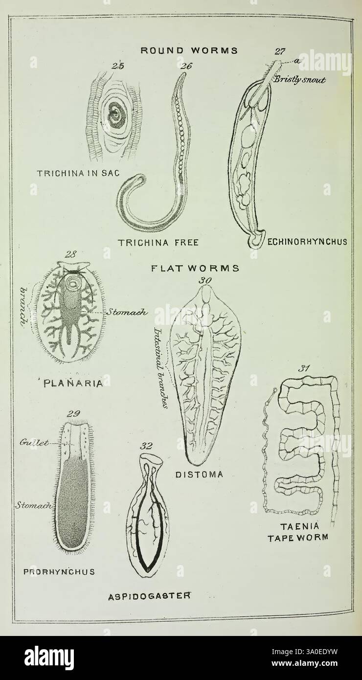 Evolution of Life Philadelphia, 1873, Une illustration scientifique représentant différents types de vers, classés en deux groupes principaux : les vers ronds et les vers plats. La section supérieure comprend des vers ronds, avec des spécimens étiquetés tels que « Trichina in sac », « Trichina free » et « Echinorhynchus ». La section inférieure présente des vers plats, avec des illustrations de 'Planaria', 'Distoma' et 'Taenia tape worm', ainsi que d'autres types de vers plats comme 'Prosthycnchus' et 'Aspidogaster'. Chaque ver est clairement étiqueté avec son numéro correspondant pour référence, fournissant un guide visuel de l'anatomie et de la diversité O. Banque D'Images