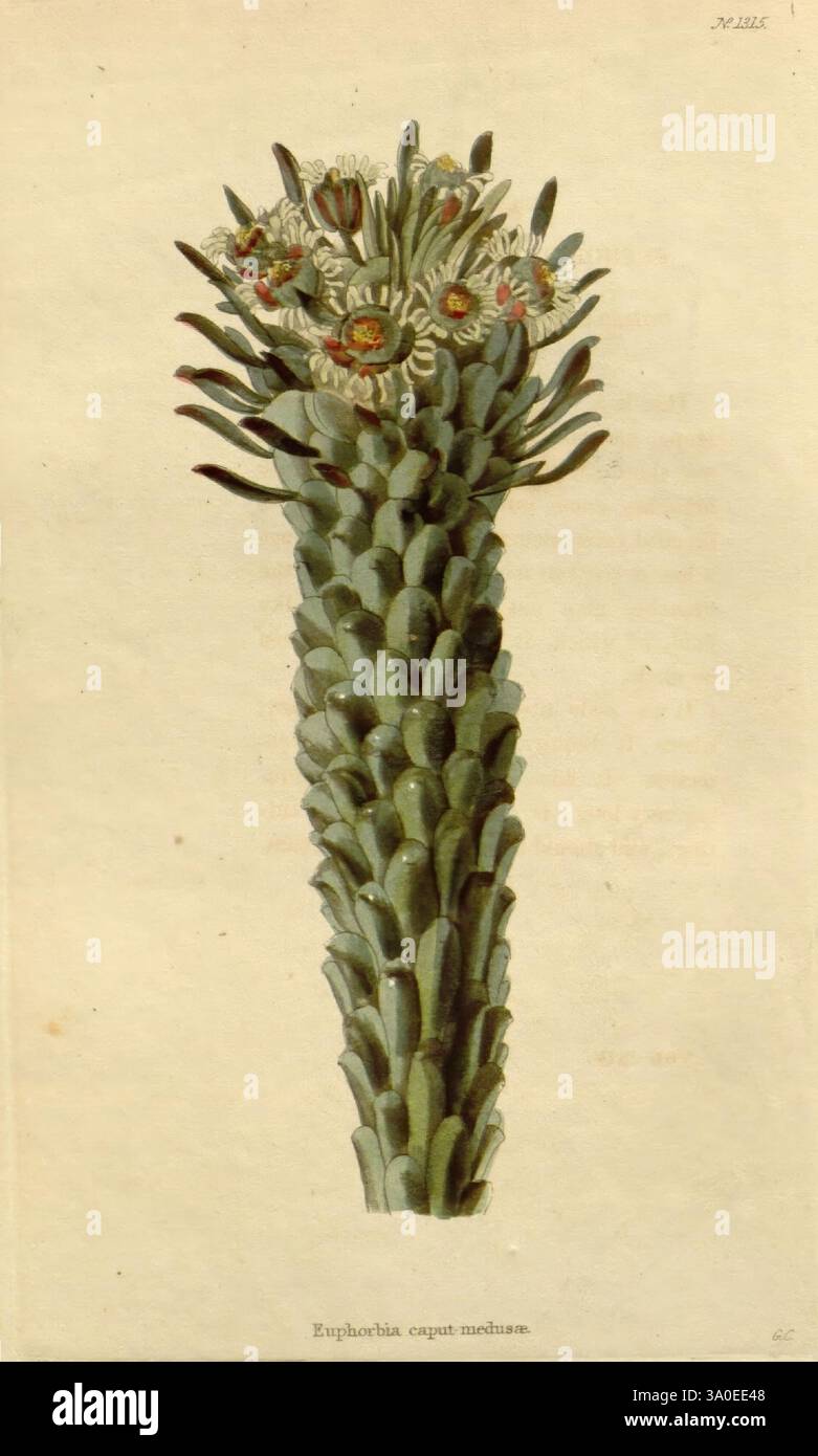 The Botanical cabinet London, John & Arthur Arch, 1817-1833, une représentation minutieusement illustrée d'une espèce de cactus connue sous le nom de 'Echinocactus caespitosus'. La plante présente une grande structure colonnaire ornée de nombreux bras cylindriques pointus qui s'étendent vers le haut. Au sommet de ces bras, des fleurs vibrantes fleurissent, mettant en valeur des couches de délicats pétales dans des tons de blanc et d'orange, entourées d'épines vertes luxuriantes. Cette représentation botanique souligne la morphologie unique et la beauté saisissante de ce cactus, soulignant son rôle dans les paysages arides. Banque D'Images
