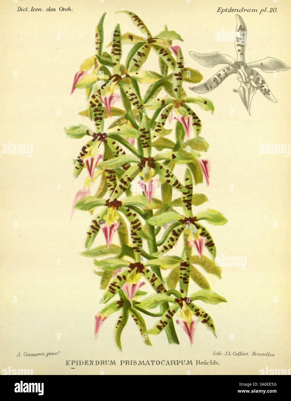 Dictionnaire iconographique des orchidees, 1896-1907, botanique, Orchidaceae, œuvres picturales, Epidendrum, Alphonse Goossens, orchidée, fleurs, Prosthechea prismatocarpa, Epidendrum prismatocarpum, cette illustration présente l'Epidendrum prismatocarpum, une espèce fascinante d'orchidée connue pour ses inflorescences allongées et densément groupées. La tige centrale présente de nombreuses fleurs délicates avec des motifs complexes et une combinaison frappante de teintes roses et blanches, complétées par des feuilles vertes vibrantes qui fournissent une riche toile de fond. Sur le côté, un dessin détaillé d'une seule fleur met en évidence Banque D'Images