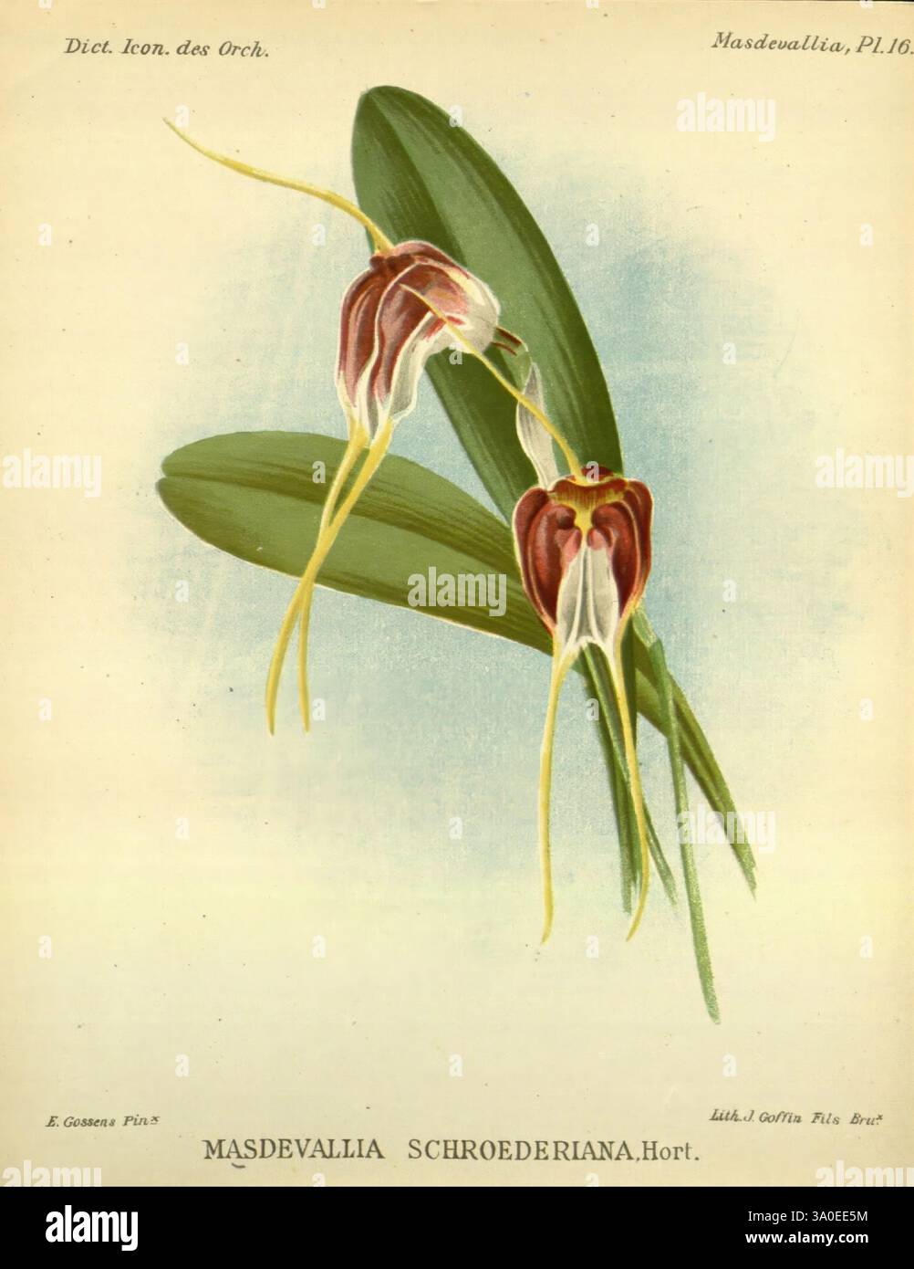 Dictionnaire iconographique des orchidees, 1896-1907 botanique, Orchidaceae, œuvres picturales, Masdevallia, L'illustration présente l'exquise orchidée Masdevallia schroederiana, réputée pour sa structure unique et délicate. Deux fleurs sont représentées, chacune présentant des pétales allongés avec des motifs Bordeaux et crème profonds, accentués par de longues, minces et jaunes pâles tendres qui s'étendent gracieusement du centre de la fleur. Flanquant les fleurs sont luxuriantes, larges feuilles vertes, offrant un contraste vibrant et soulignant la beauté des fleurs. L'étiquette botanique en bas identifie l'espèce Banque D'Images