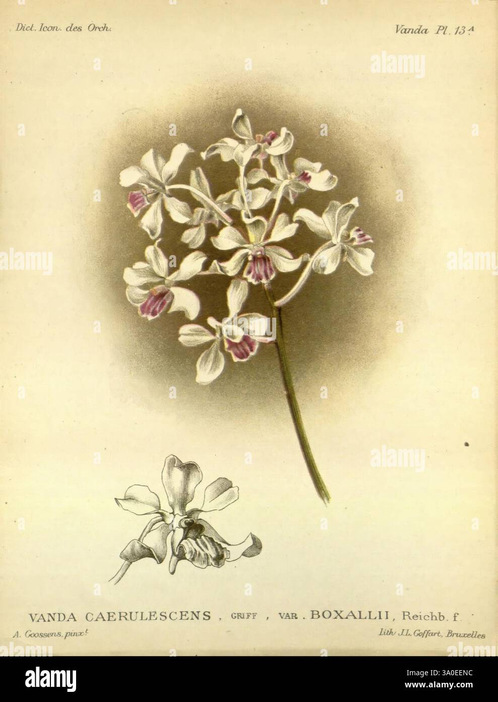 Dictionnaire iconographique des orchidees, 1896-1907. Botanique, Orchidaceae, œuvres picturales, Vanda, Alphonse Goossens, 2, Orchidée, fleurs, Vanda caerulescens, taxonomie : trinomial= Vanda caerulescens boxallii, Vanda coerulescens, taxonomie : trinomial= Vanda coerulescens boxallii, Vanda × confusa, une illustration représentant le Vanda caerulescens var. orchidée boxallii, mettant en valeur ses délicats pétales blancs accentués de notes de violet. Les détails complexes de la fleur soulignent sa beauté naturelle, en mettant l'accent sur la structure unique de la fleur et ses marques complexes. L'œuvre d'art botanique l'est Banque D'Images
