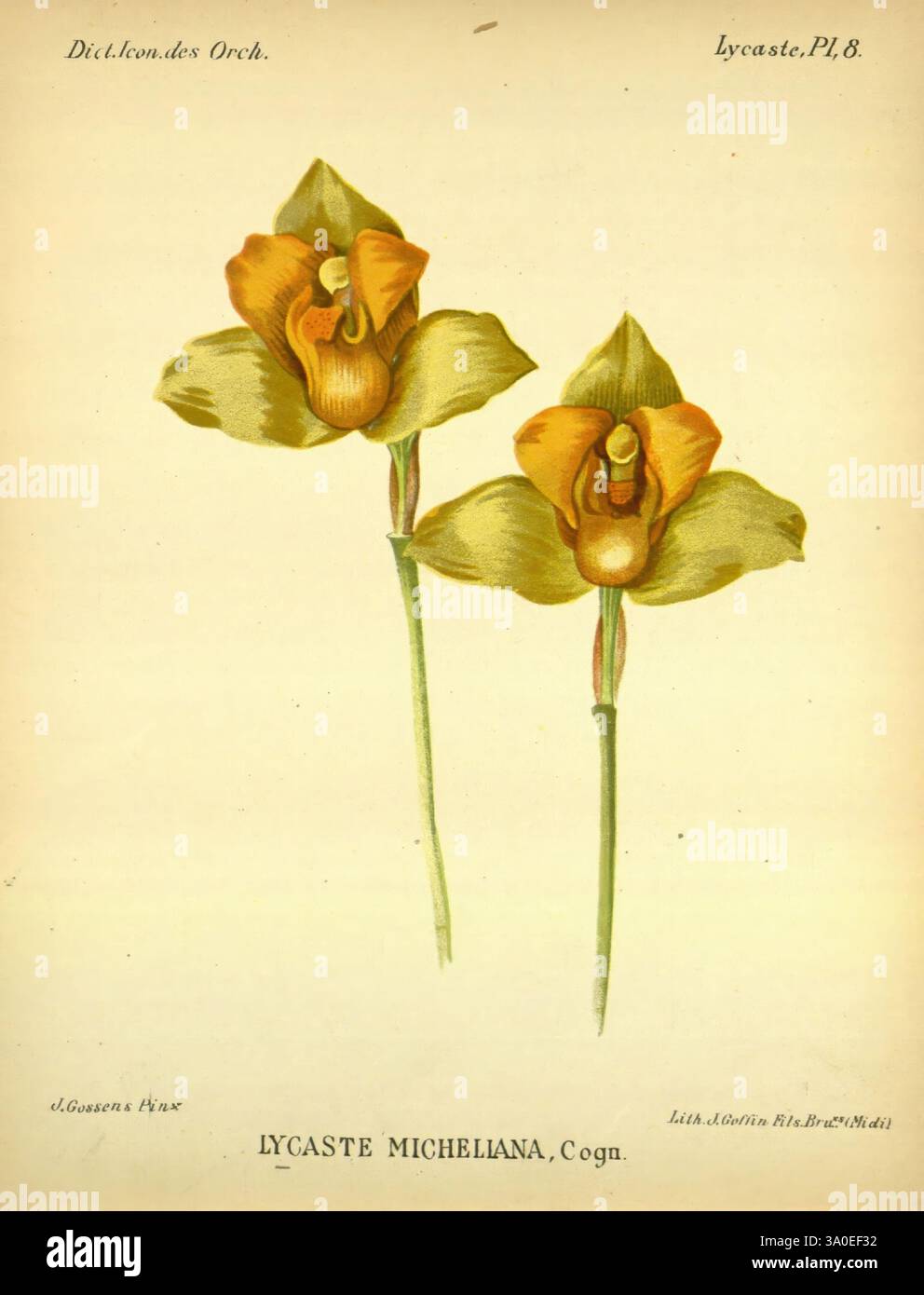 Dictionnaire iconographique des orchidees, 1896-1907, botanique, Orchidaceae, œuvres picturales, Mexique, Alphonse Goossens, 2, Orchidée, fleurs, Lycaste micheliana, Lycaste crinita., cette illustration présente deux orchidées magnifiquement détaillées, en particulier l'espèce Lycaste Micheliana. Les fleurs présentent des teintes jaunes vibrantes avec des marques oranges complexes en leurs centres. Chaque fleur est en forme de coupe délicate, mettant en valeur la structure unique caractéristique du genre Lycaste. Le texte d'accompagnement étiquette élégamment l'espèce, tandis que l'ombrage délicat et les lignes fines soulignent le floral Banque D'Images