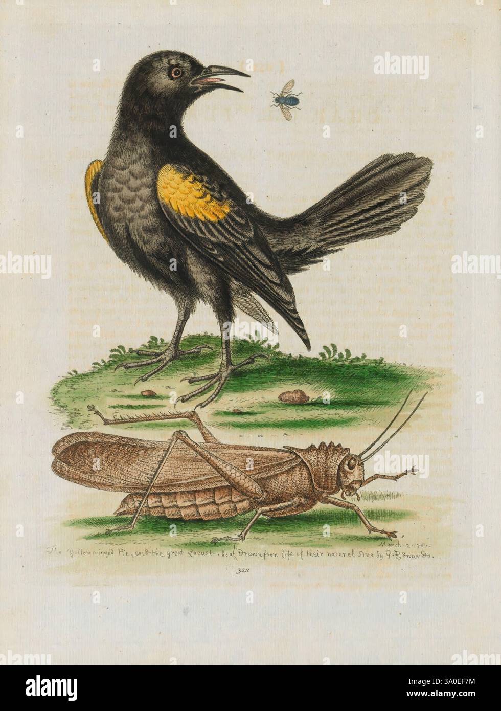 Gleanings of Natural History, exposant des figures de quadrupèdes, oiseaux, insectes, plantes, etc Londres, imprimé pour auteur au Royal College of Physicians, 1758-1764. Histoire naturelle., Un oiseau vibrant aux ailes jaunes se dresse bien en évidence sur une parcelle d'herbe, son bec ouvert comme s'il chantait ou appelait. Au-dessus, un petit insecte plane, probablement une mouche, attirant l'attention de l'oiseau. En dessous, une grande sauterelle repose sur le sol, ses détails complexes visibles au premier plan. La scène globale représente un moment dans la nature, mettant en évidence les interactions entre l'oiseau et son environnement, mettant en valeur le Banque D'Images