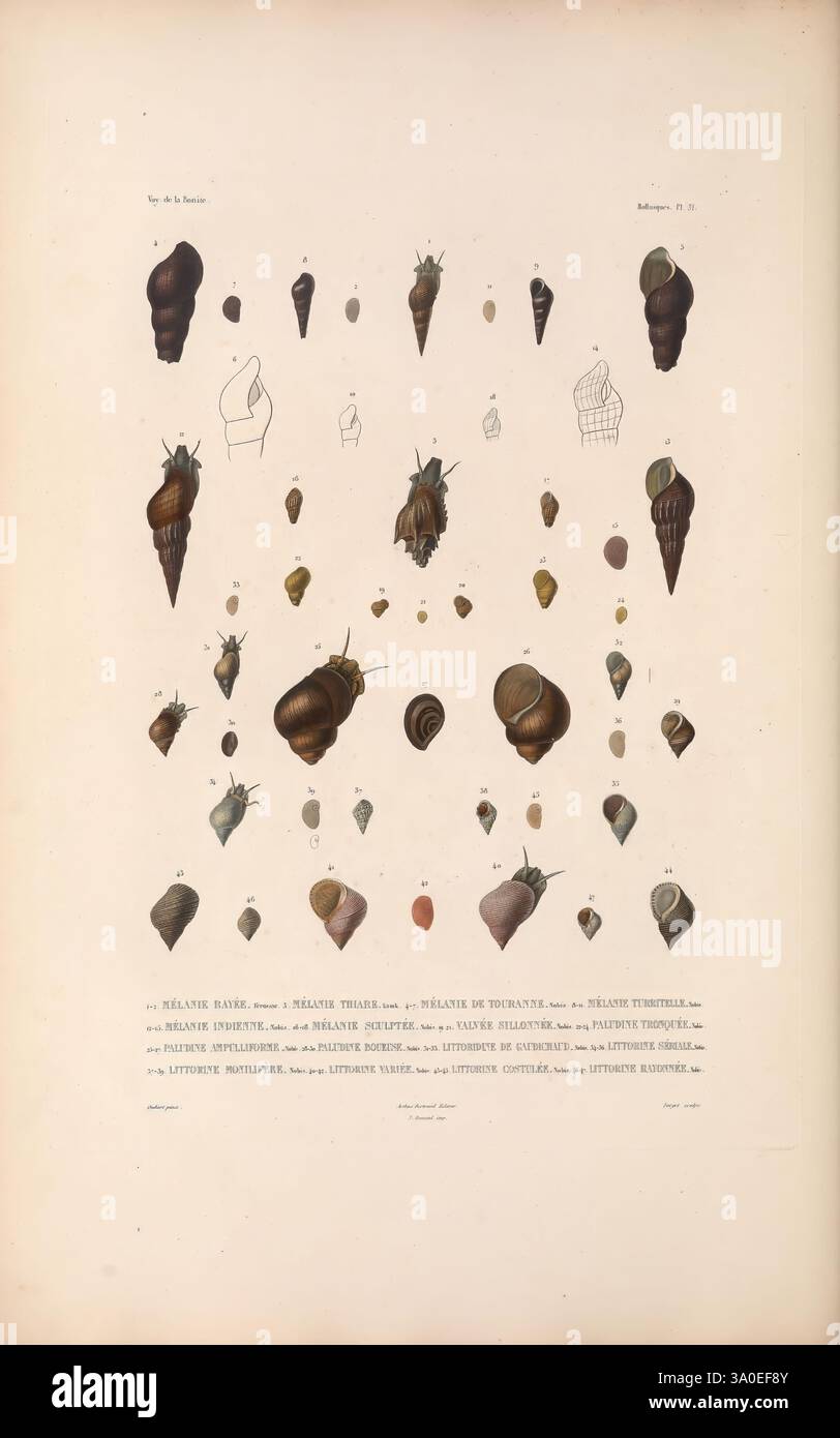 Zoologie, Paris, A. Bertrand, 1841-52., Une collection de coquillages et d'escargots richement illustrés exposés sur un fond doux. Diverses espèces sont mises en évidence, mettant en valeur leurs formes et motifs variés, allant de allongés et spiralés à arrondis et lisses. L'arrangement comprend des gros plans détaillés et des représentations plus petites, indiquant leurs caractéristiques uniques. Sous les illustrations, des noms scientifiques et des descriptions fournissent le contexte et la classification, améliorant ainsi l'aspect éducatif de l'exposition. Dans l'ensemble, la composition souligne la beauté et la variété de th Banque D'Images